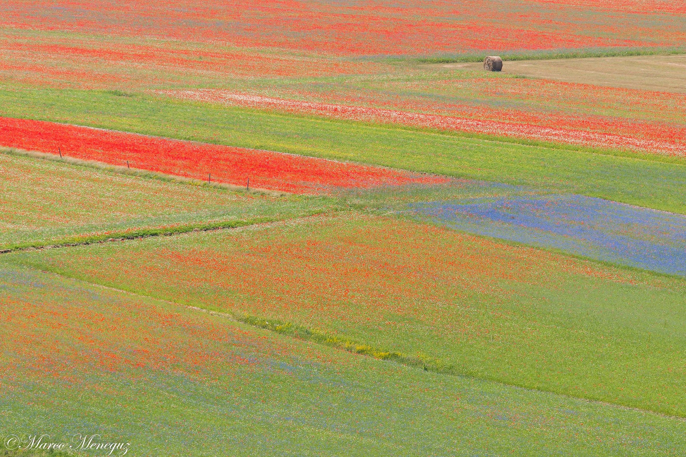 The Castelluccio colors