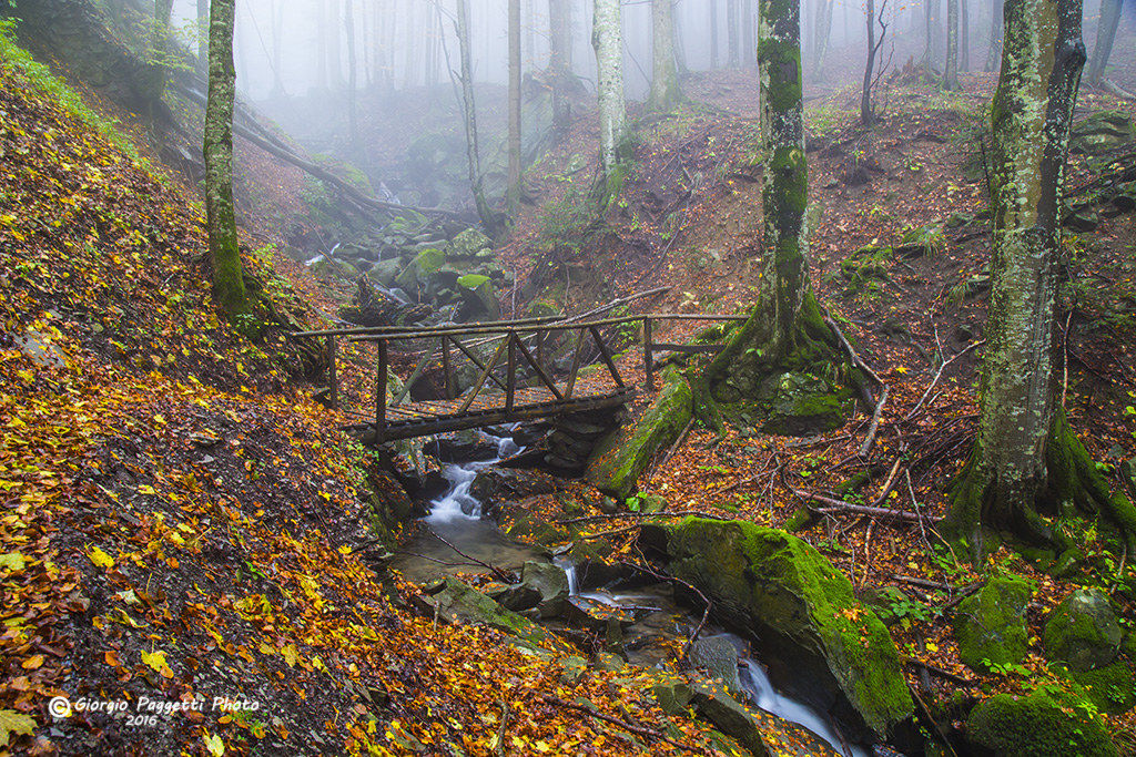 Camaldoli Fangacci area