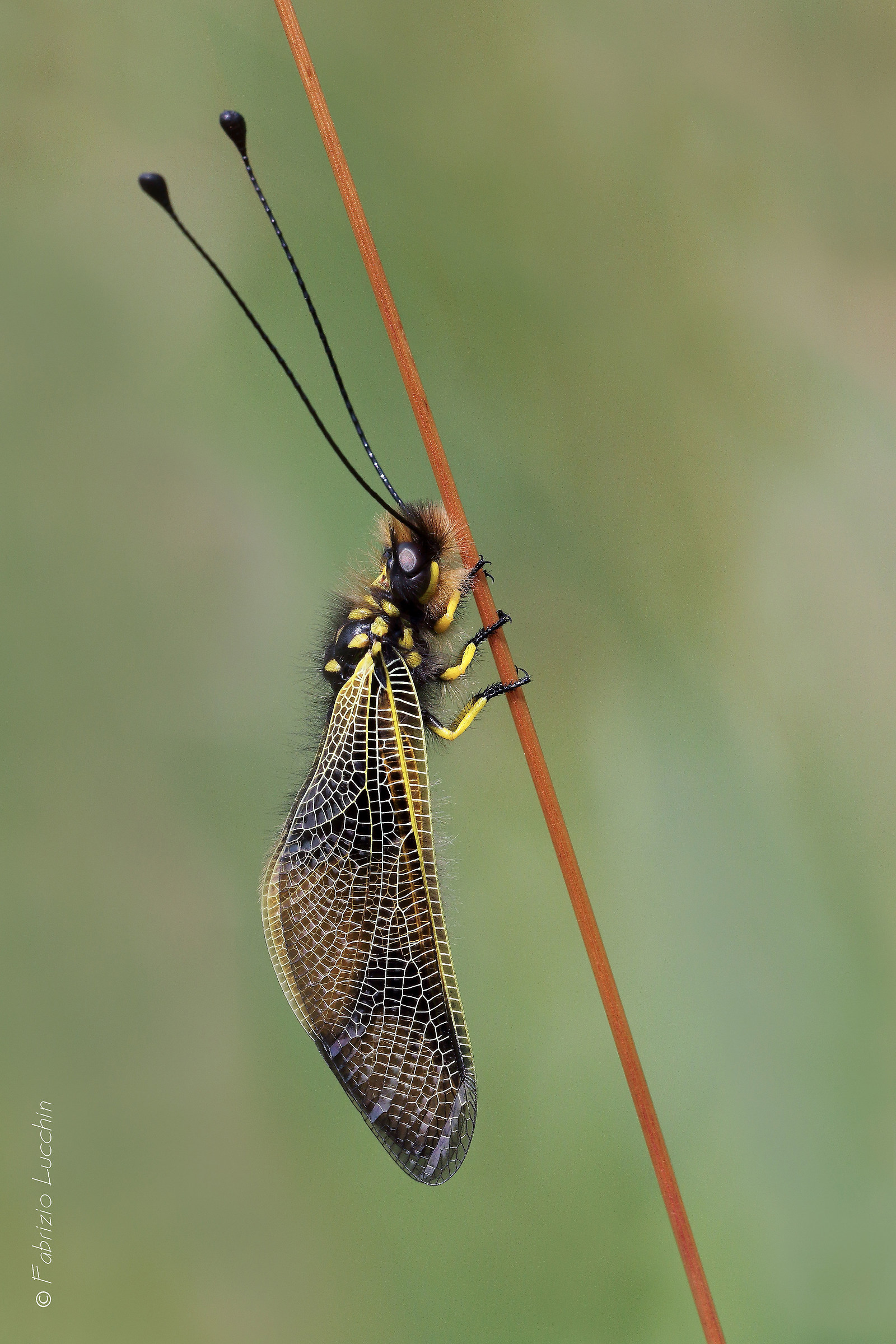 Libelloides longicornus