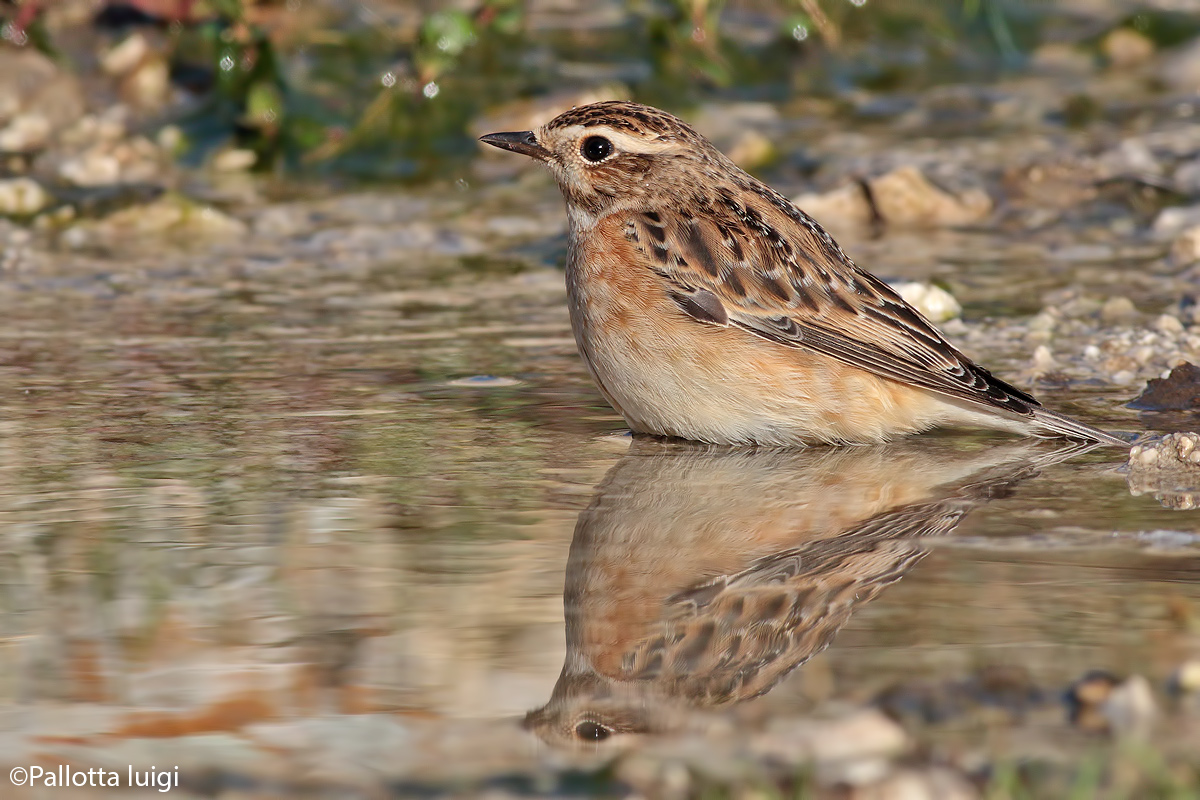 Stiaccino (Saxicola rubetra)