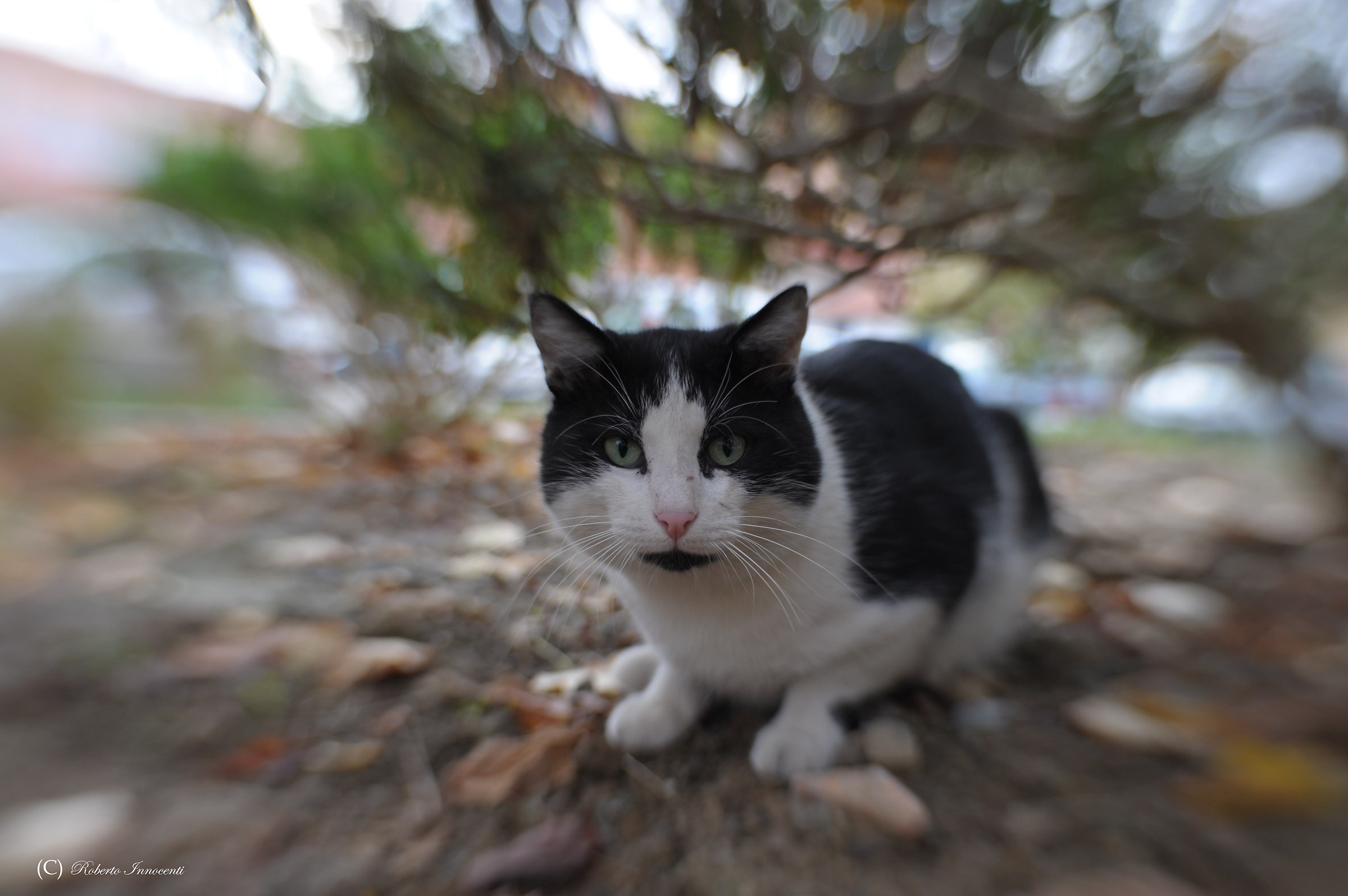Il Gatto,Lensbaby sweet 35 optic.