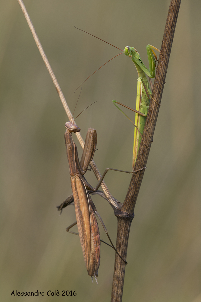 religious mantis (Mantis) 8424