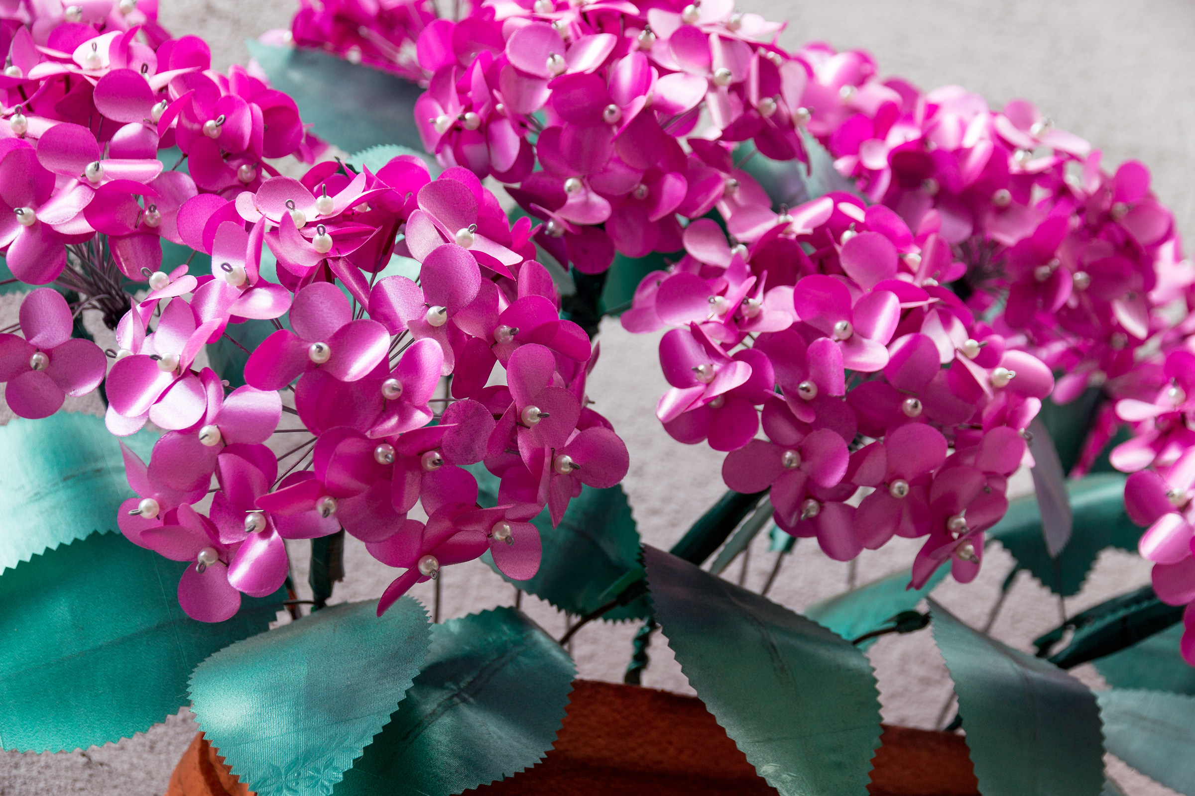 Ortensie di via Milano