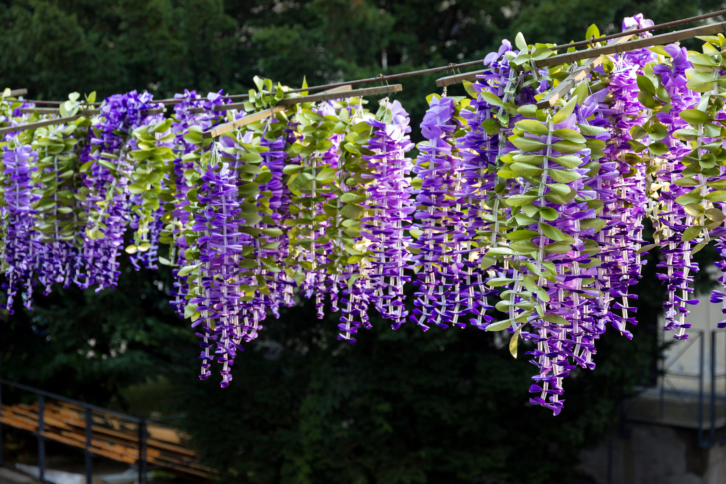 Glicini di via Milano