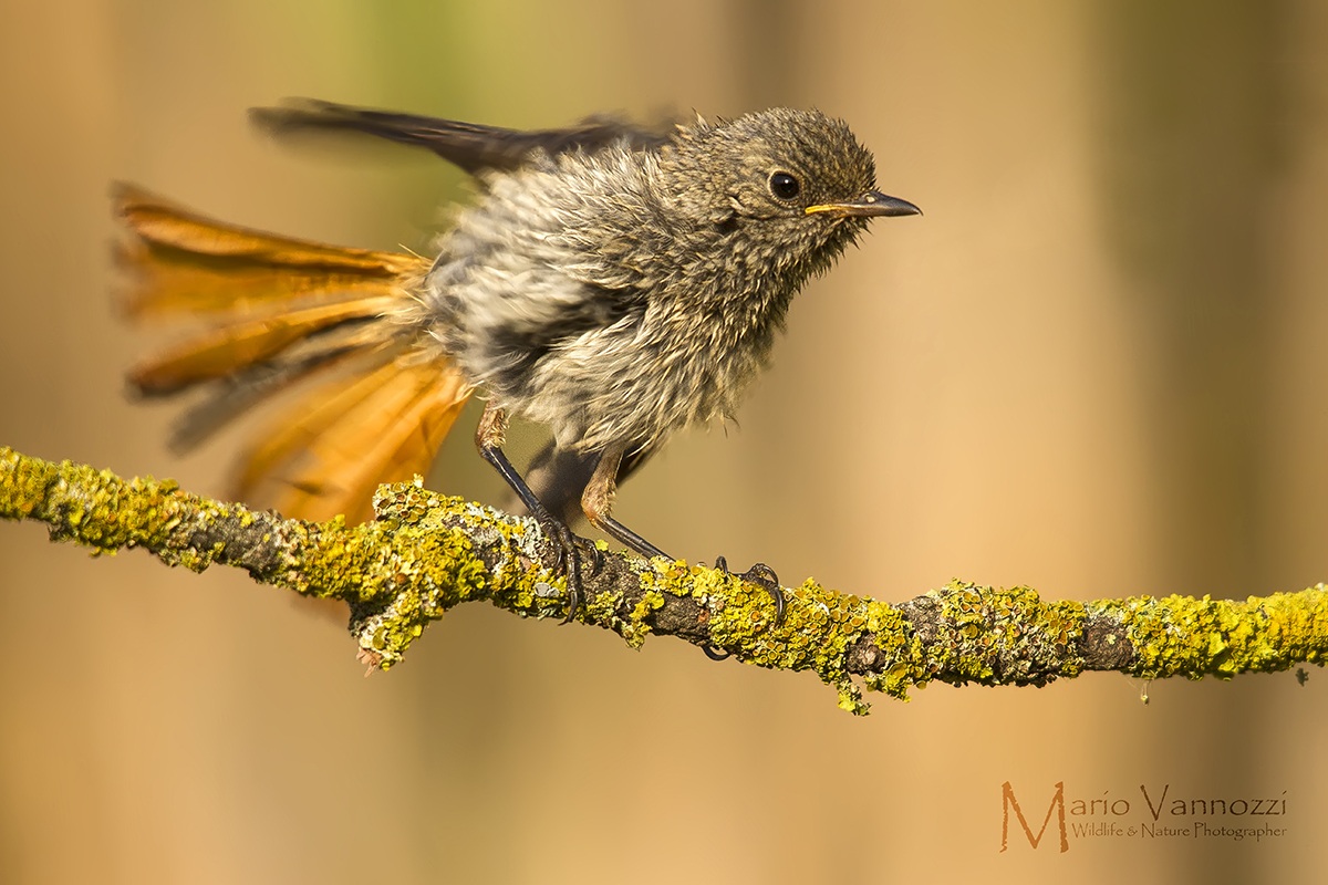 Juv. codirosso arruffato