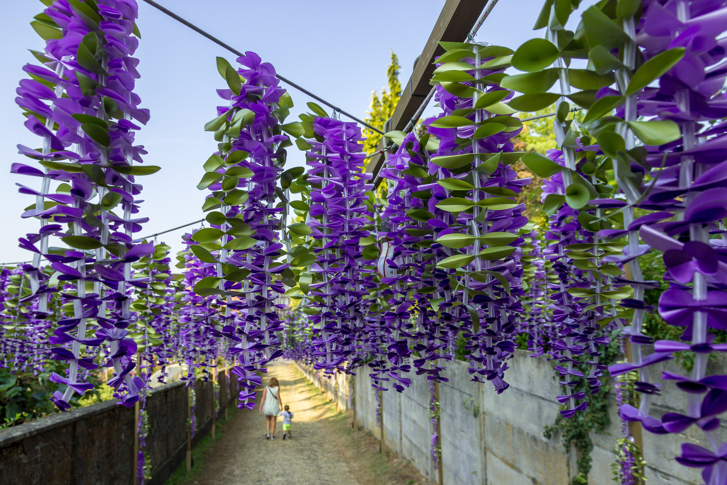 Glicini alla chiesa nuova