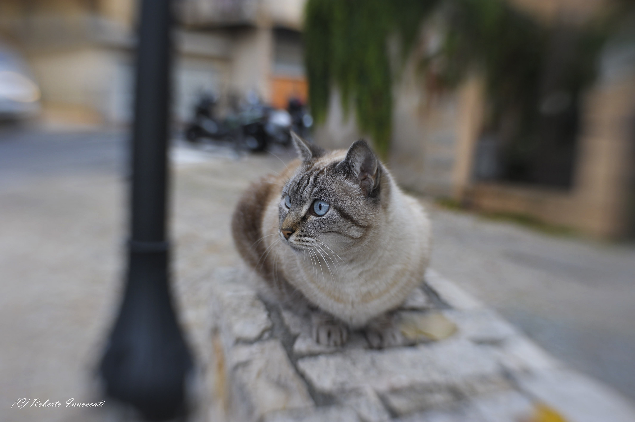 L'amico del Gatto,Lensbaby sweet 35 optic.