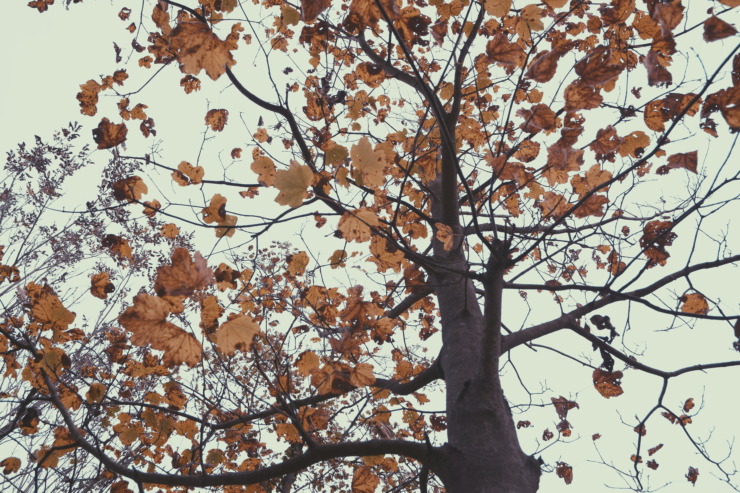 La pace del bosco, tra i rossi d'autunno