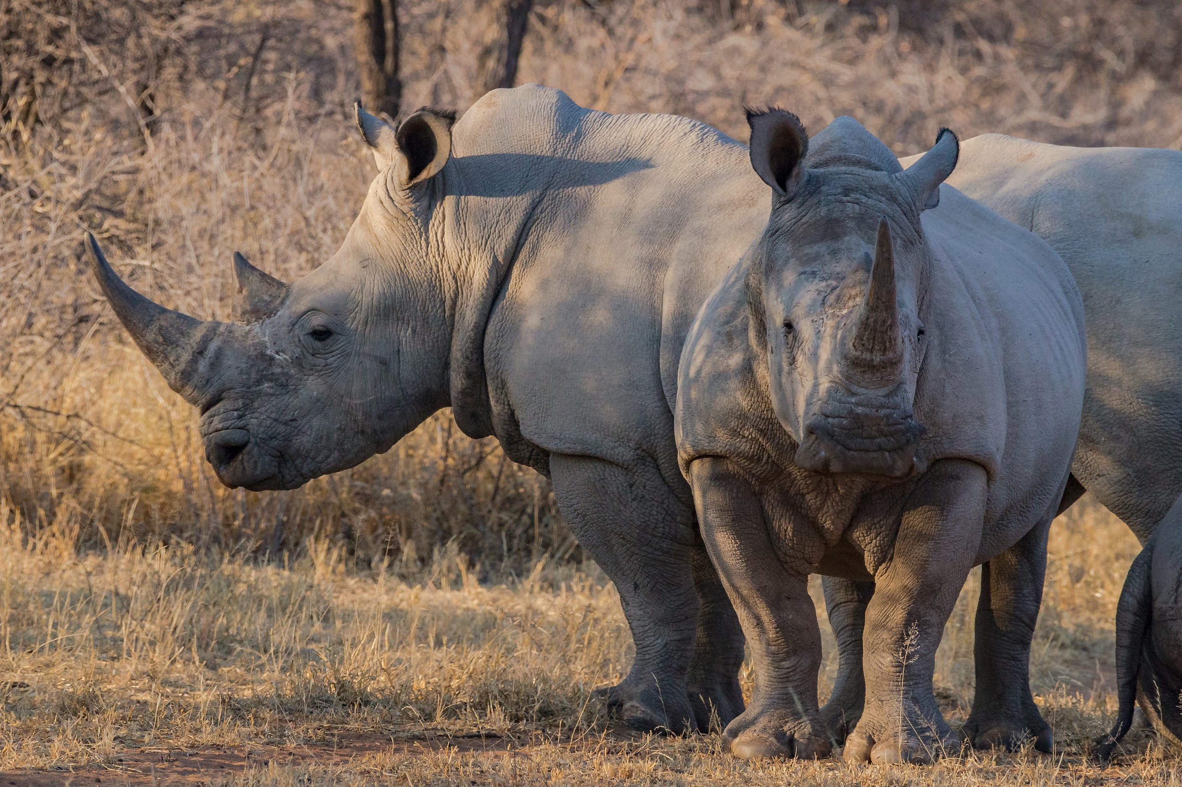 white rhinos at sunsets
