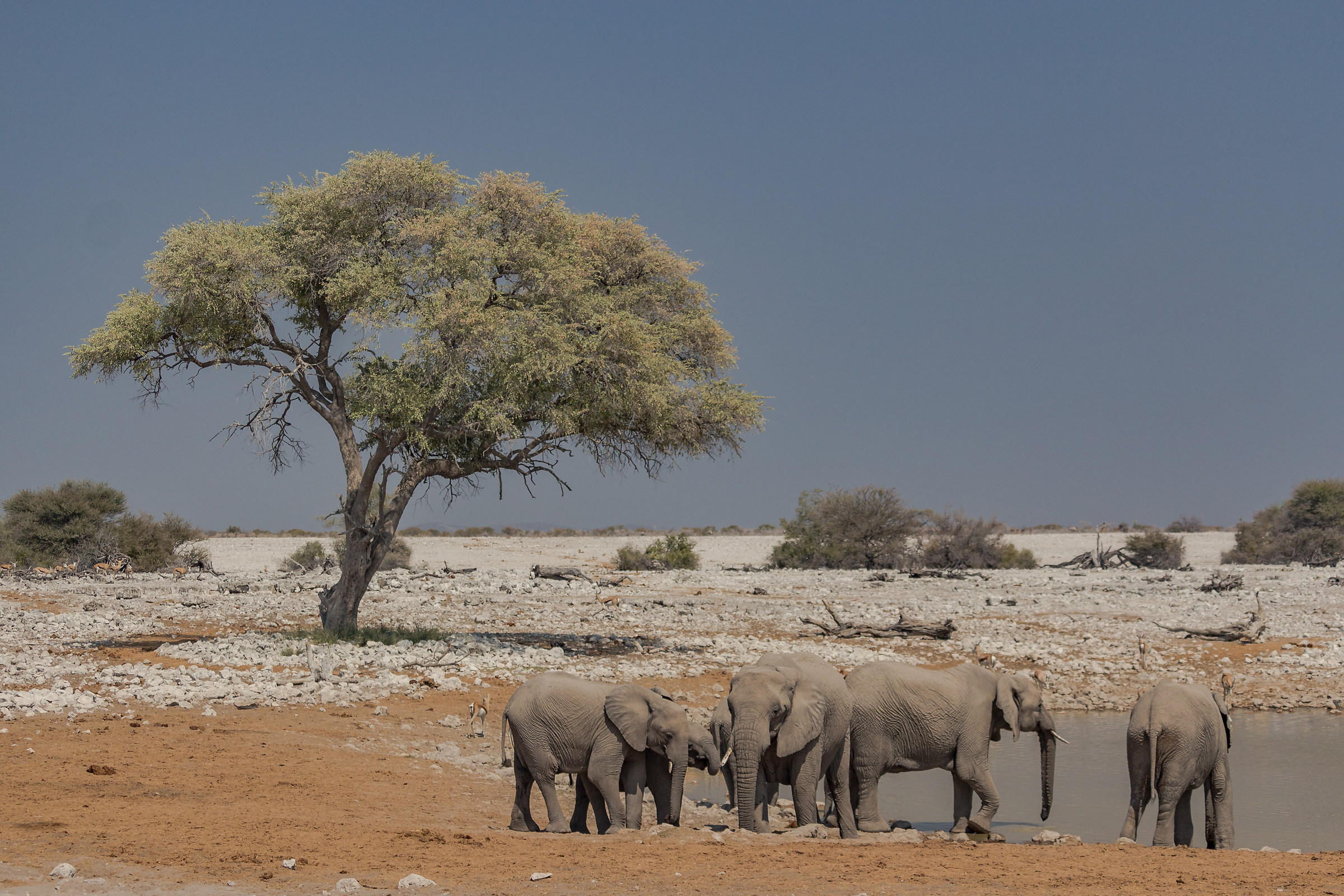 Quench their thirst at the waterhole