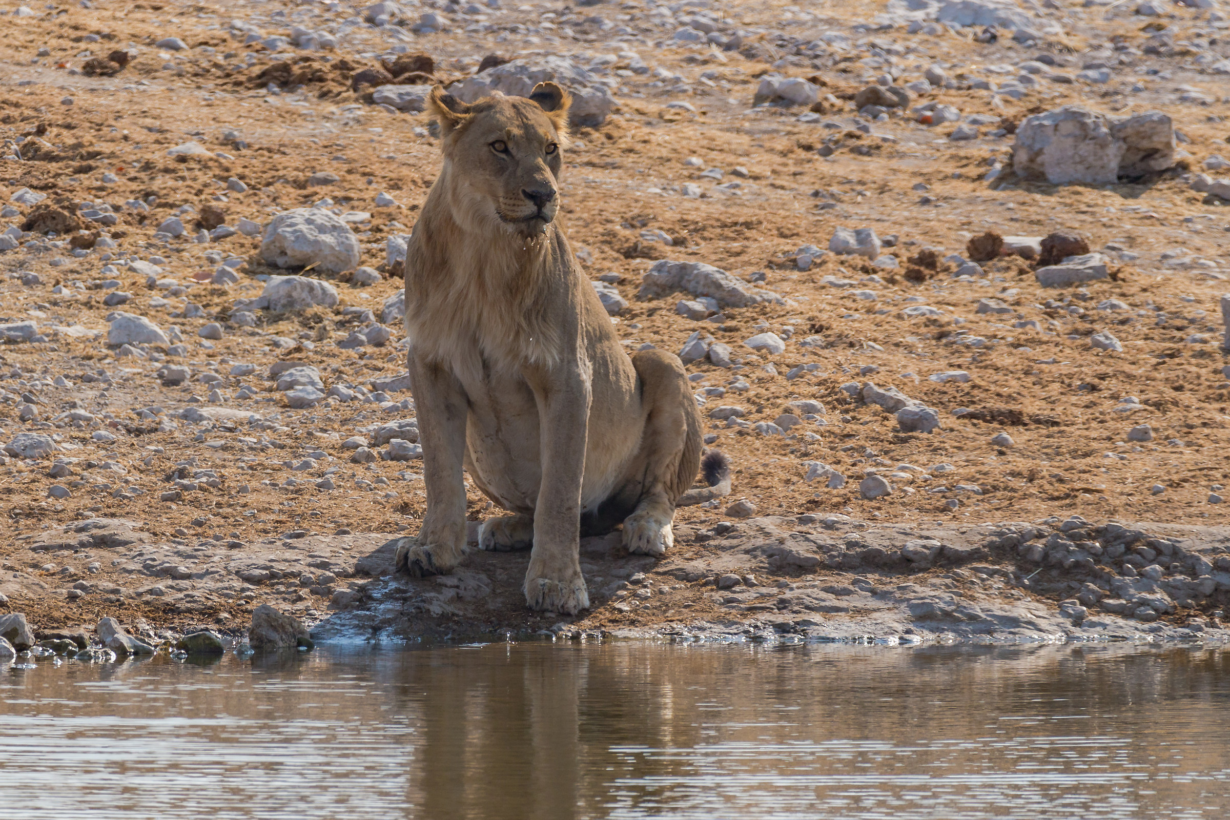 The queen of the savannah