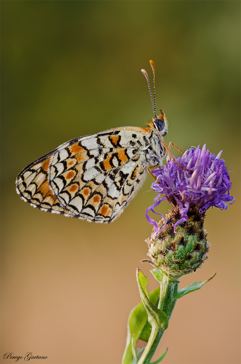 Melitaea