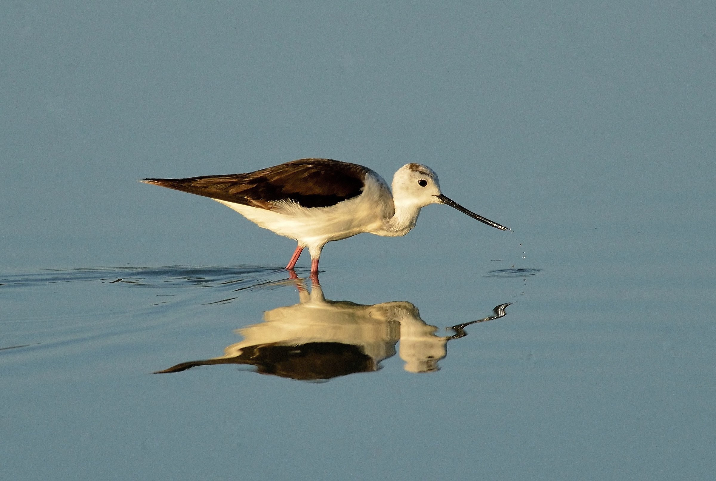 drops from the spout