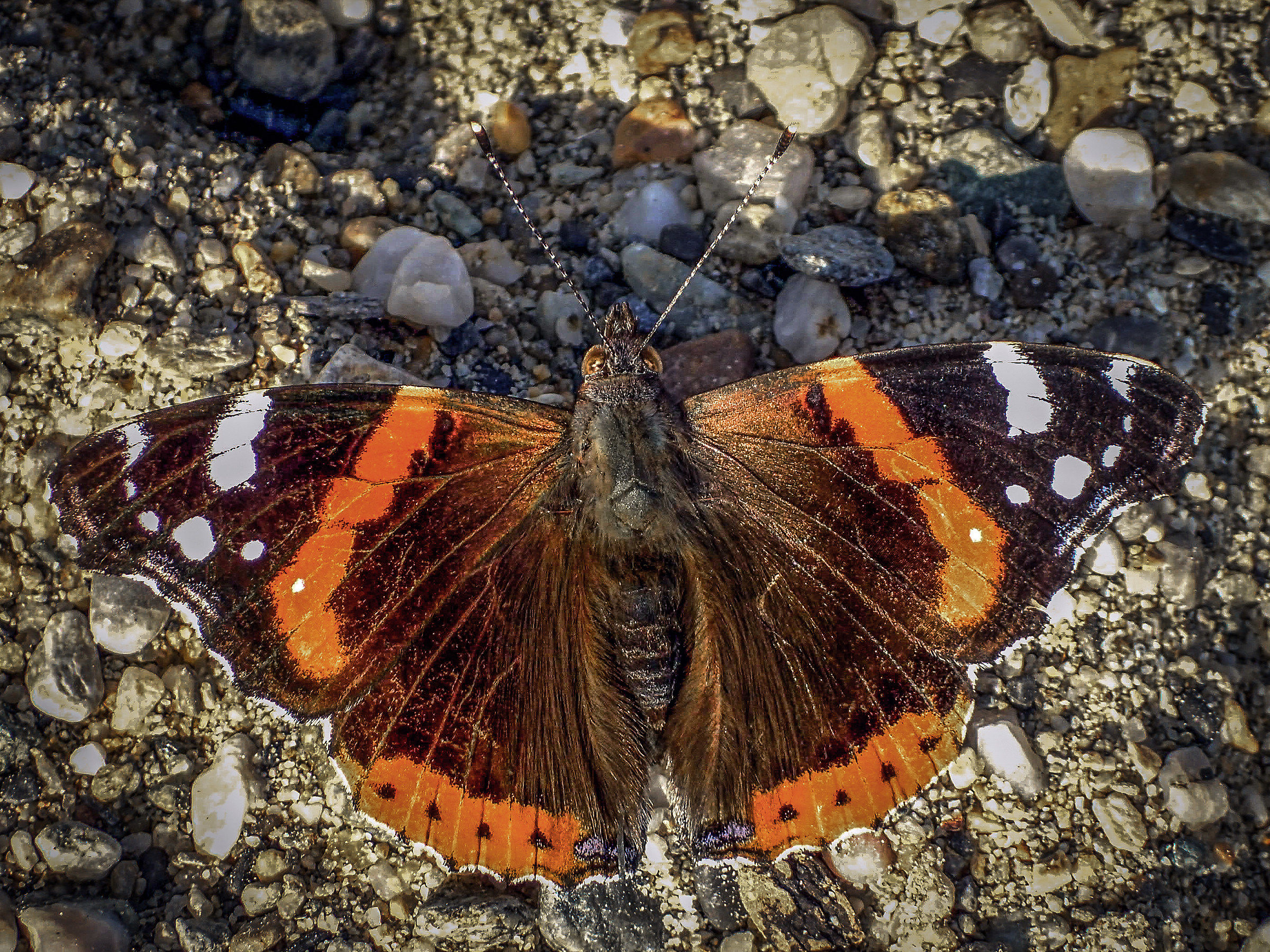 Vanessa Atalanta