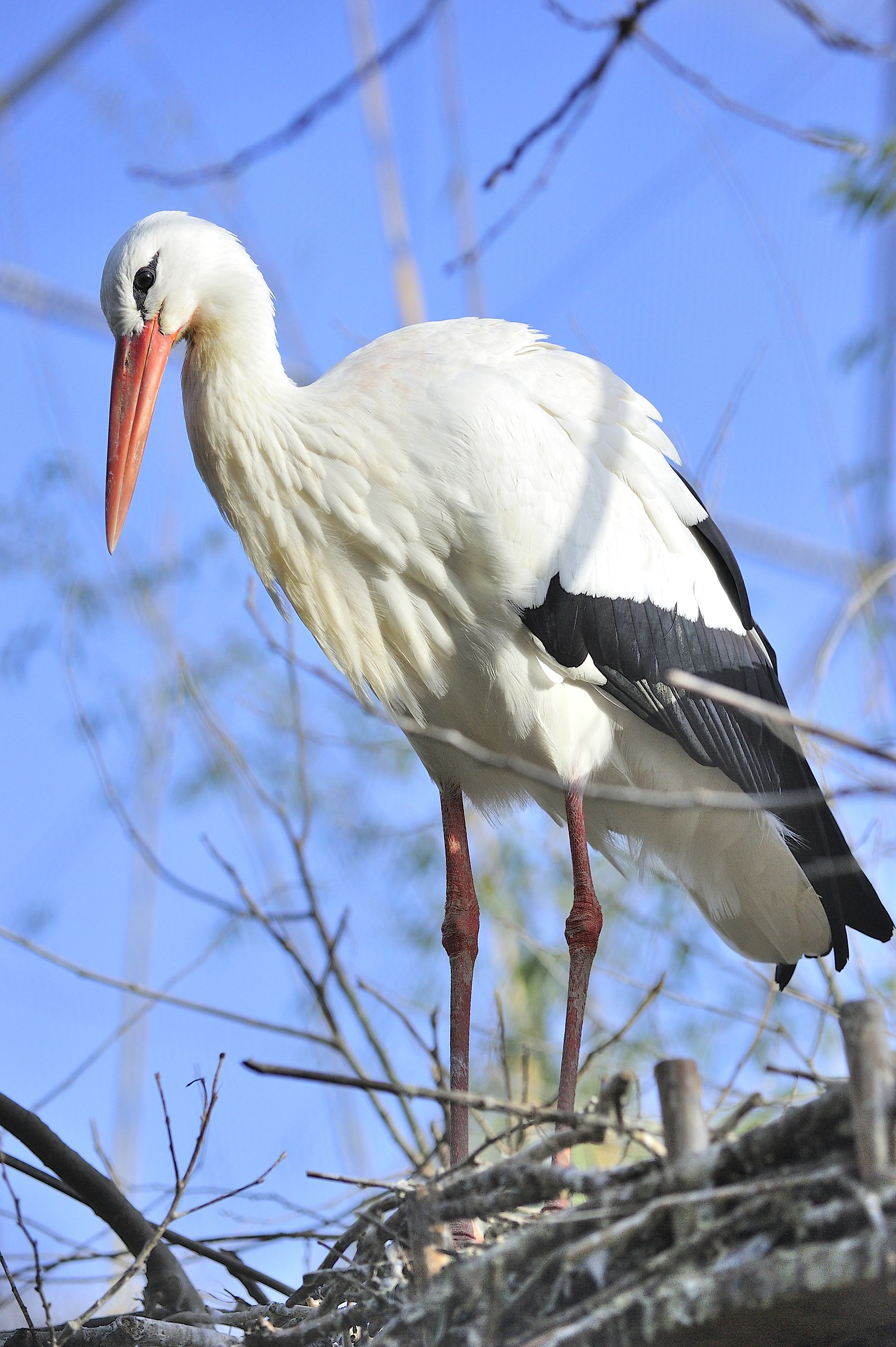 confident stork