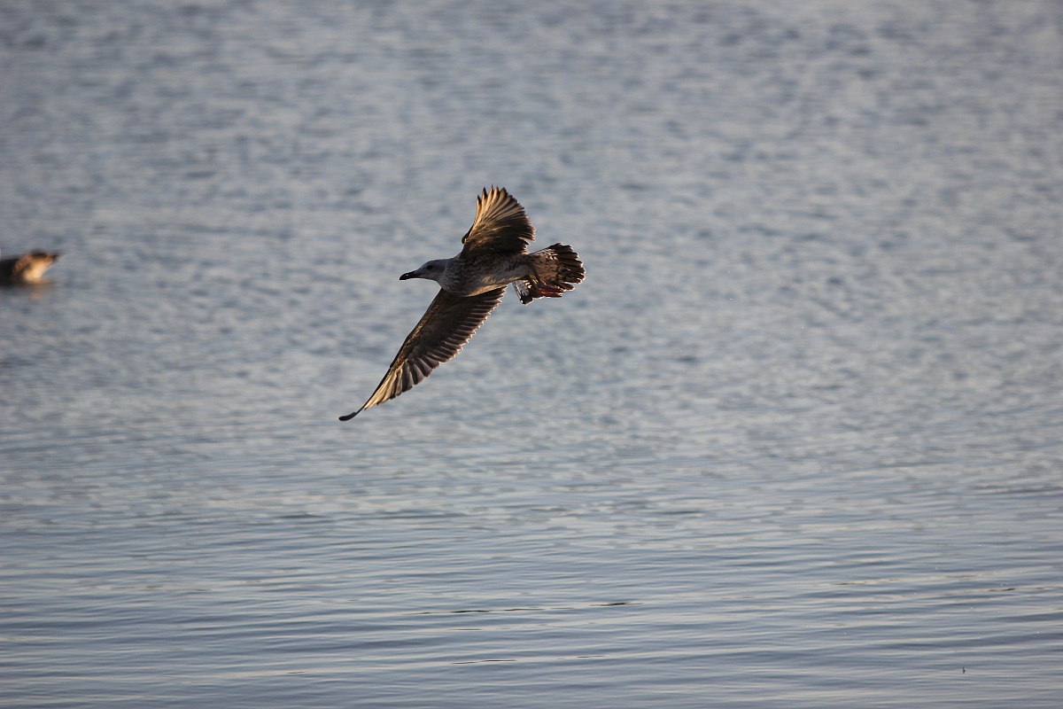 seagull in flight