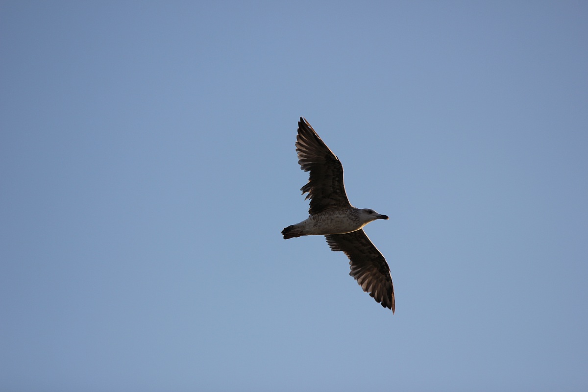 seagull in flight