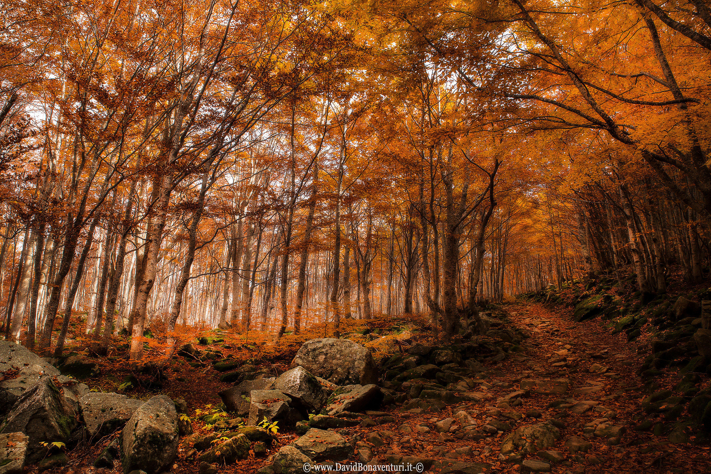 "La foresta di Fangorn"