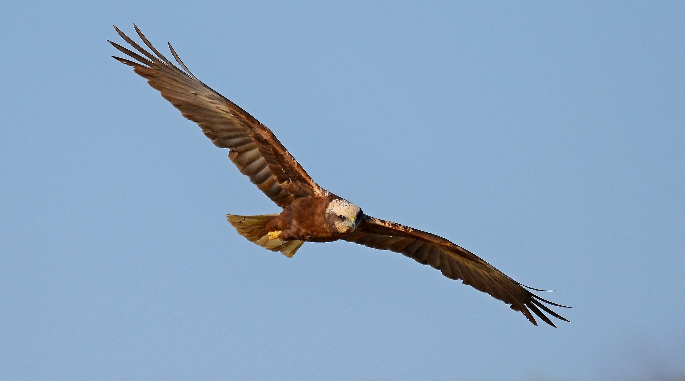 Marsh harrier