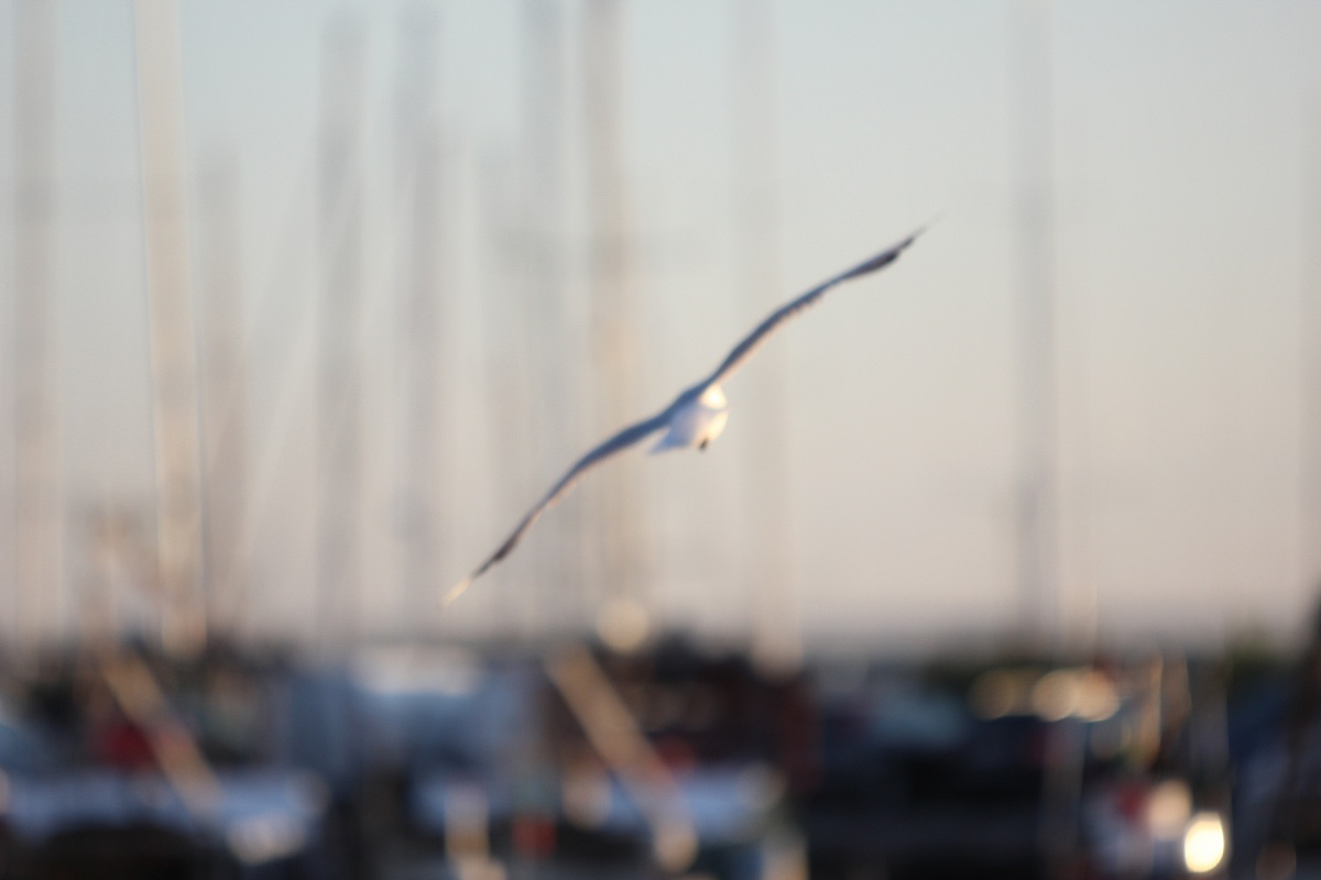 seagull in flight