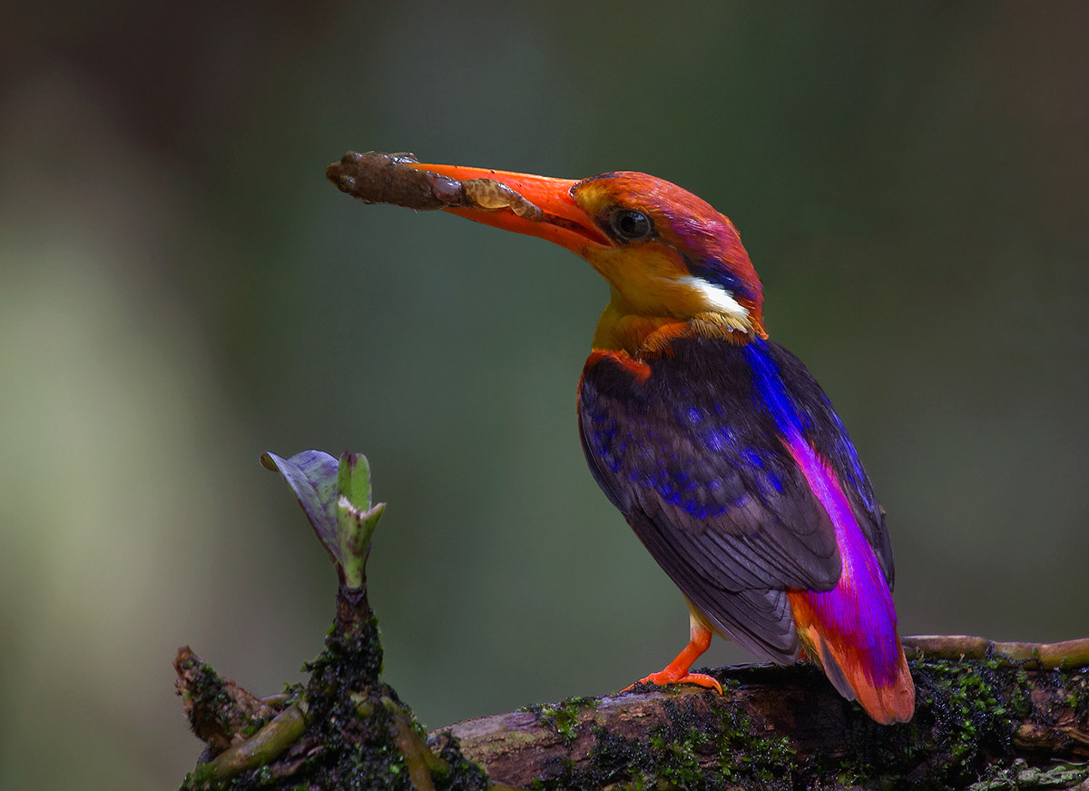 Oriental Dwarf Kingfisher.