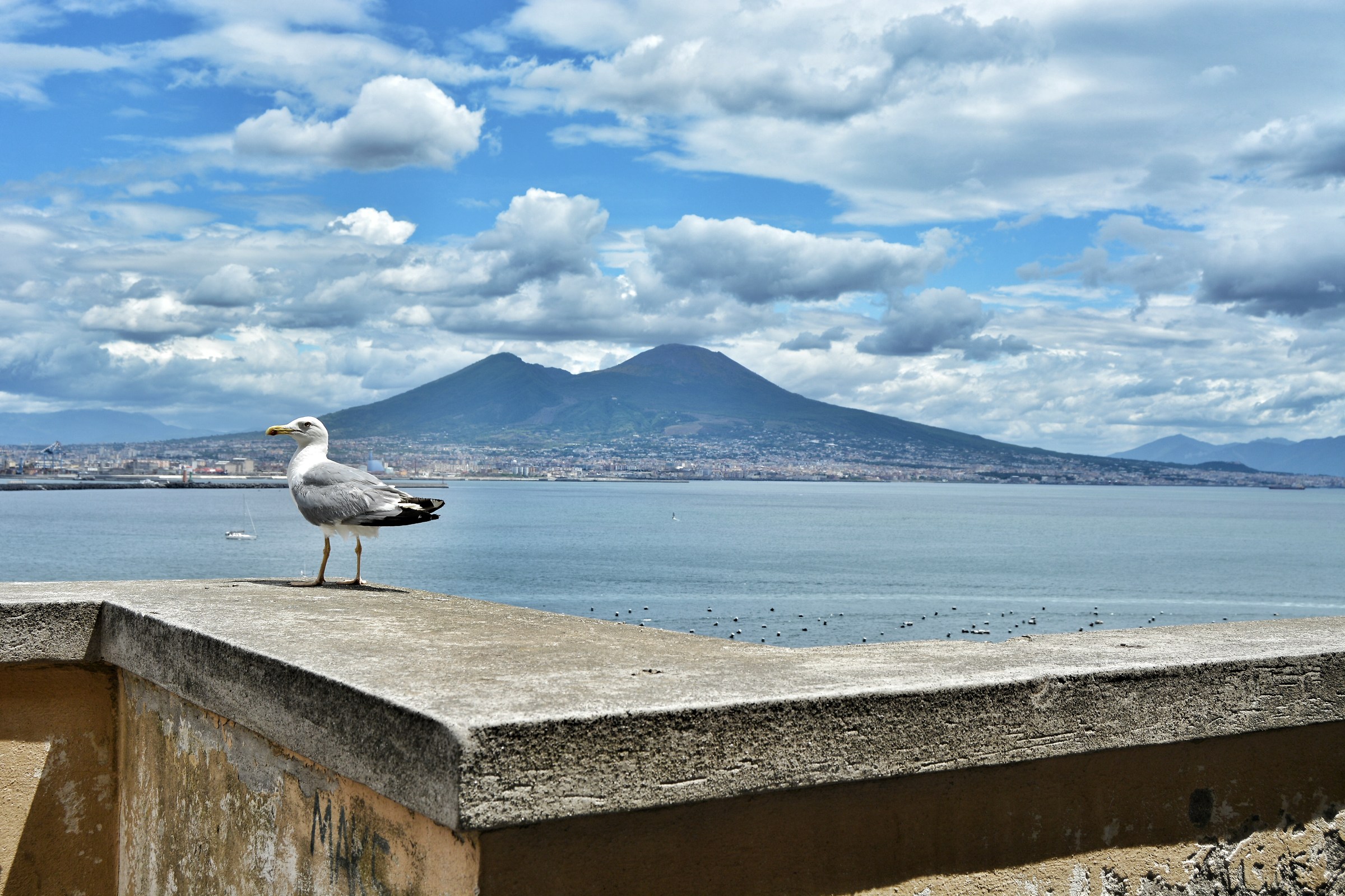 A Neapolitan model seagull