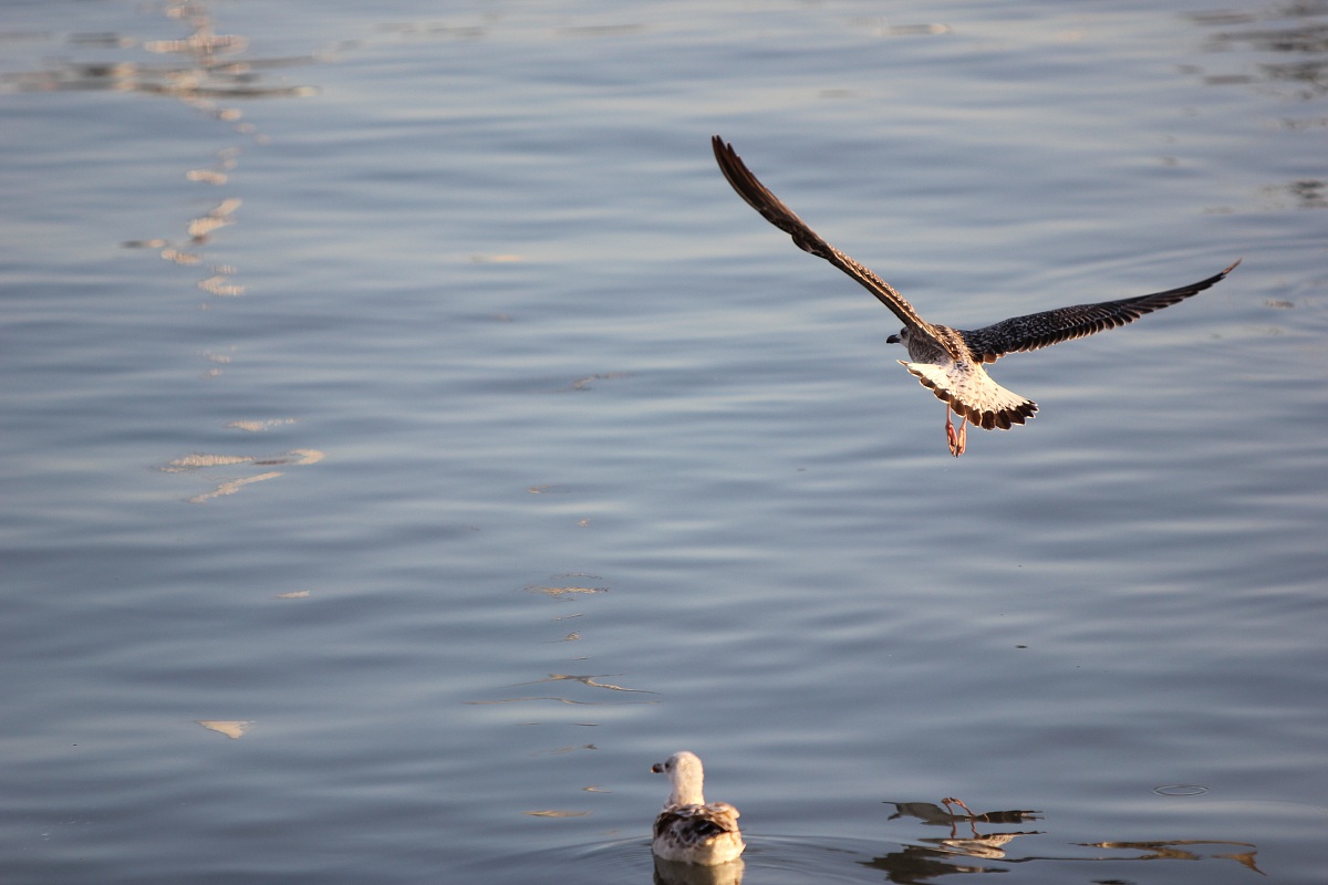 seagull in flight