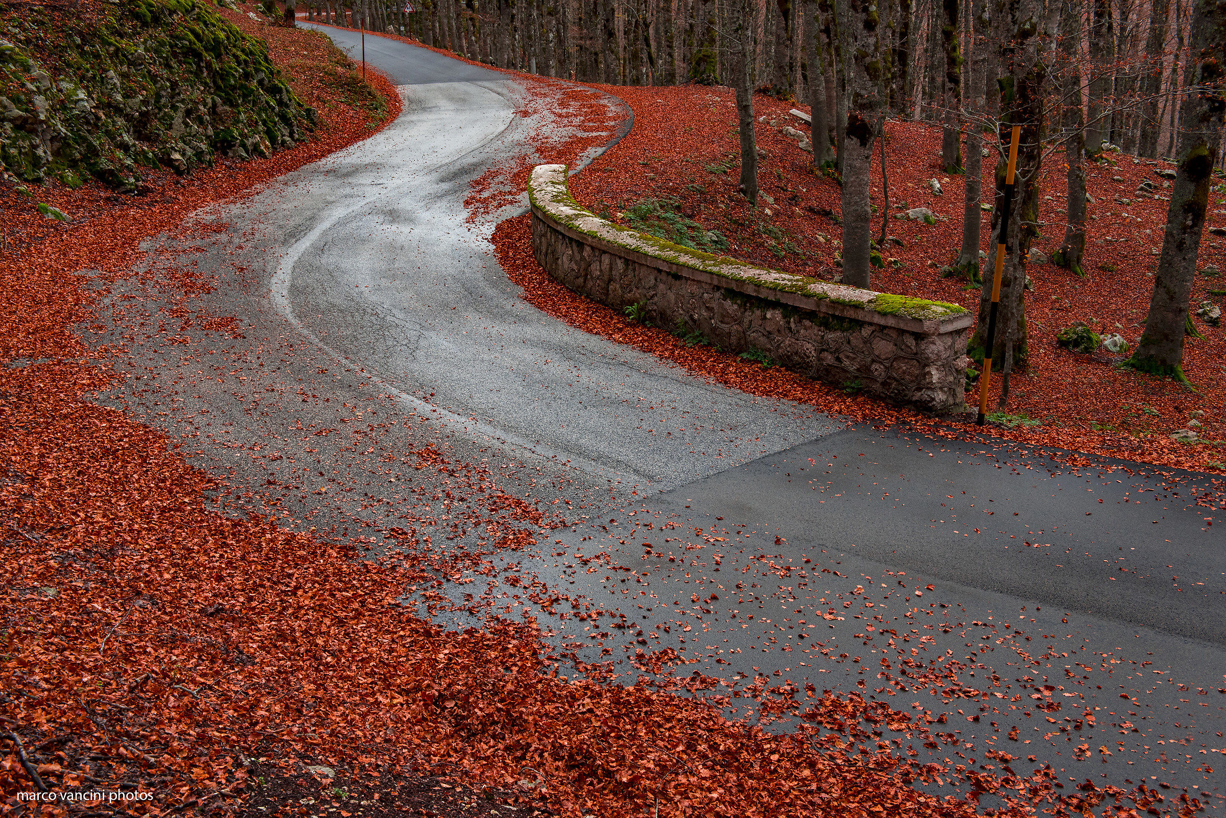 the road in the woods