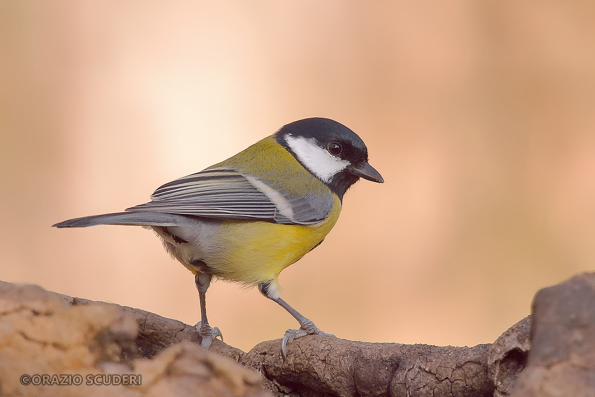 Parus major