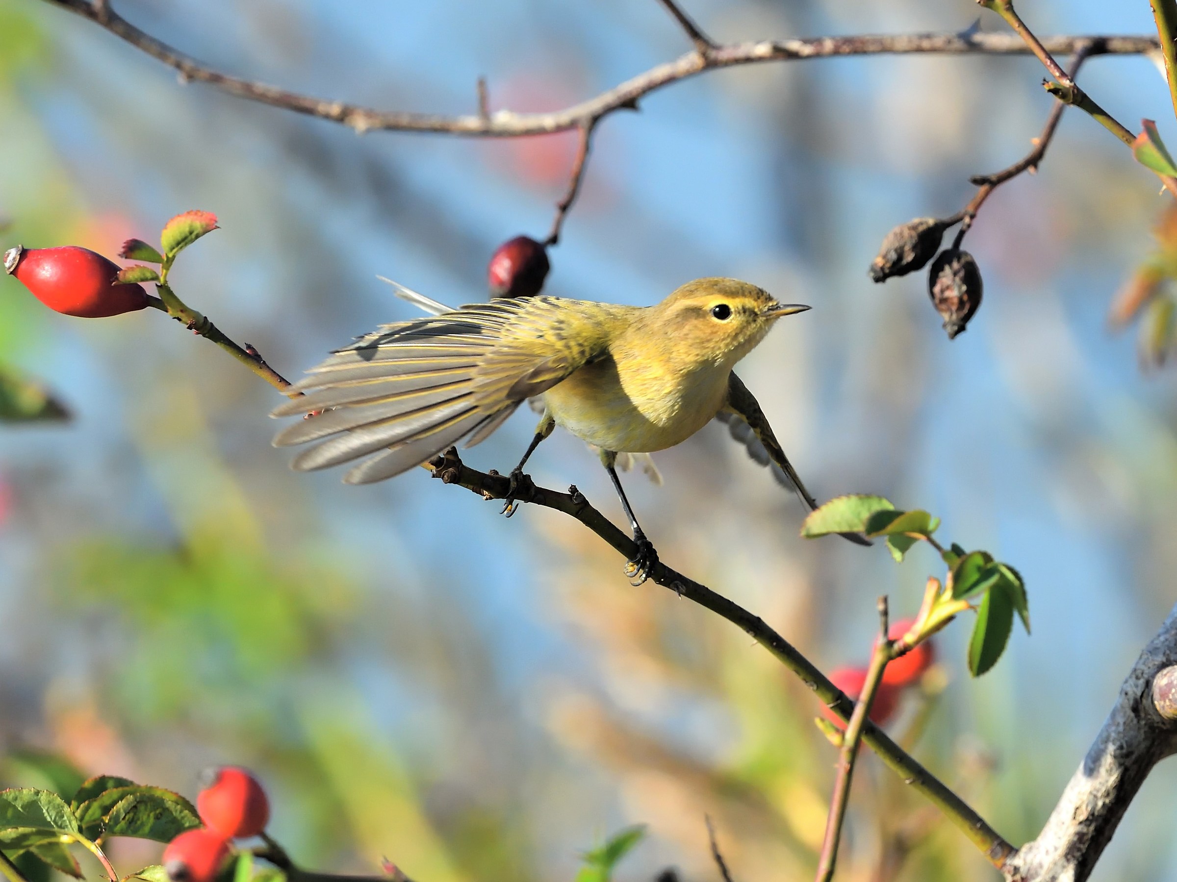 Chiffchaff