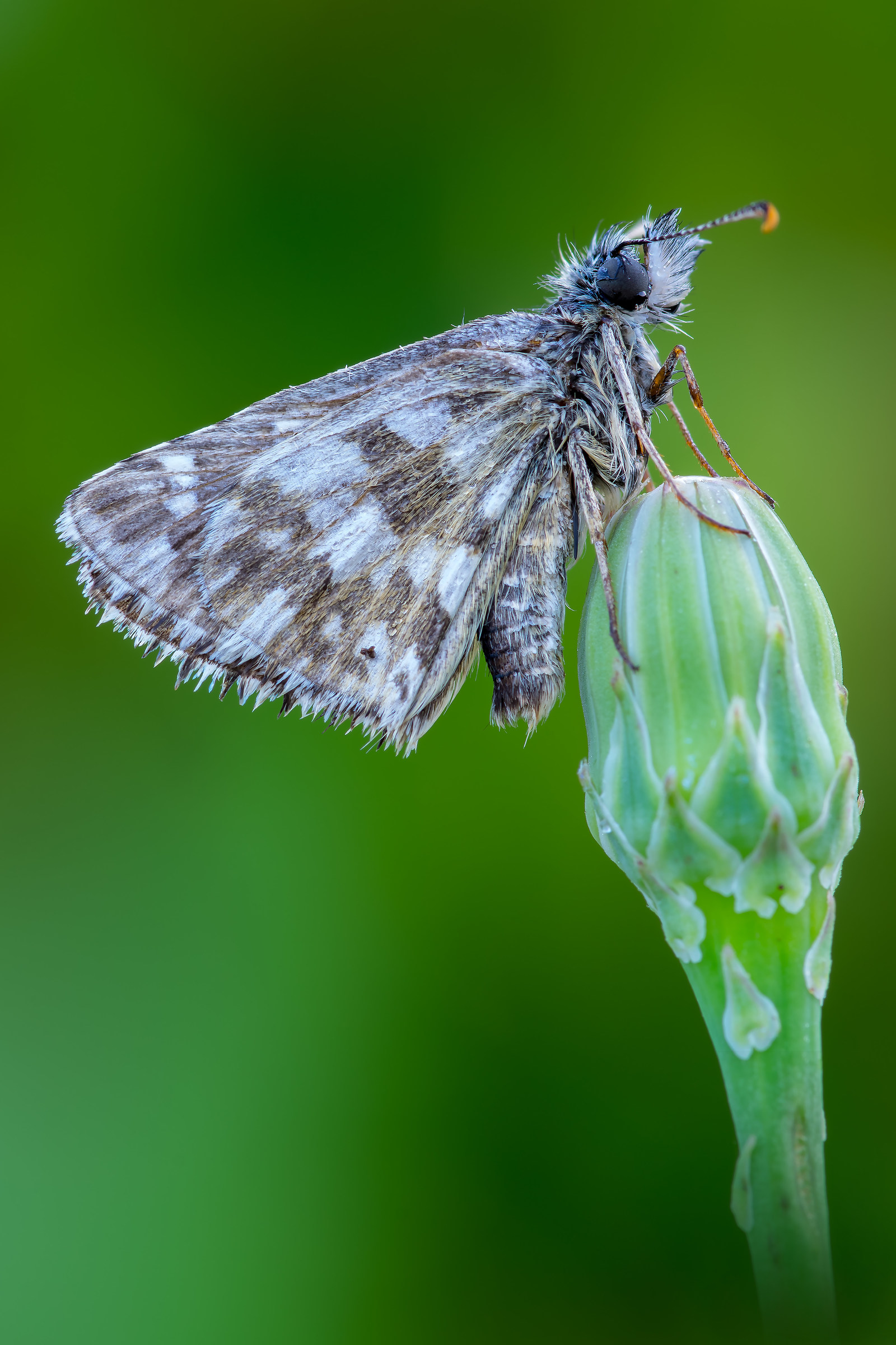 Pyrgus sp. - Pixel shift