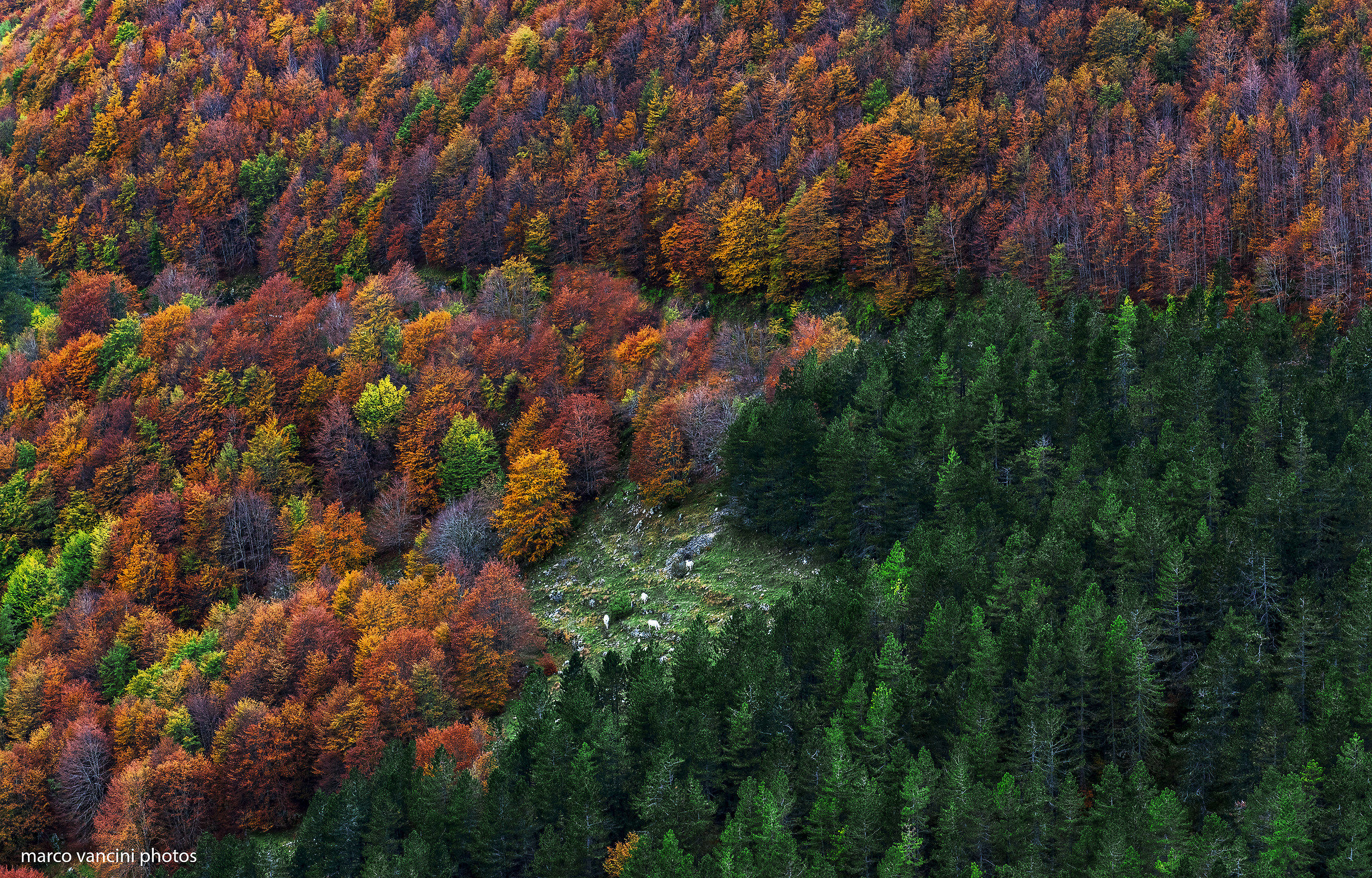 the middle of the forest