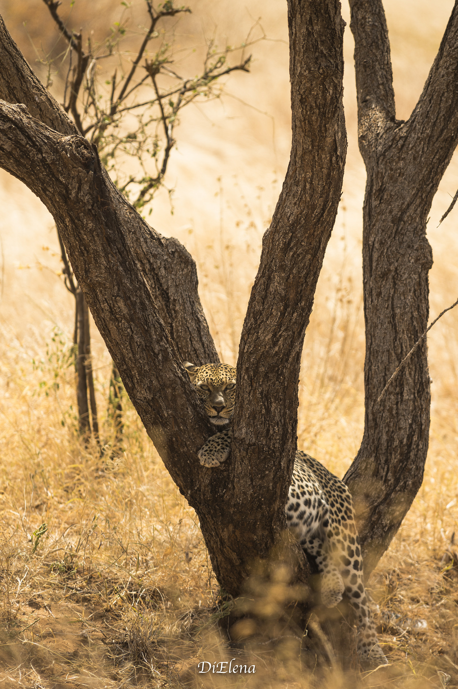 Leopardo, Sambruru Kenya