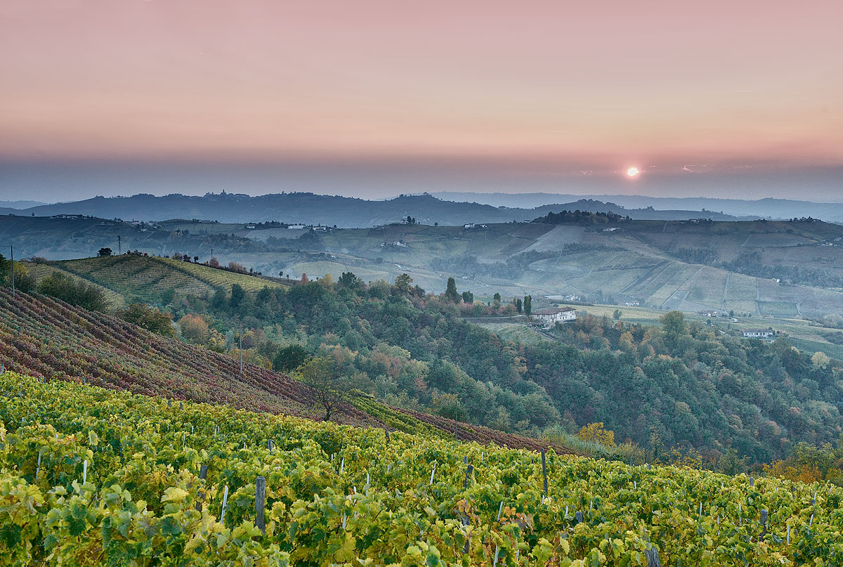 I vigneti di Barbaresco (Langhe) al tramonto
