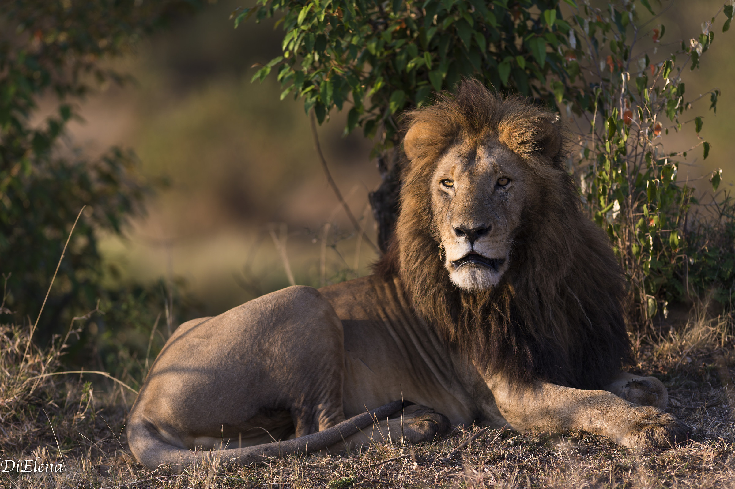 Morani lion, Masai Mara