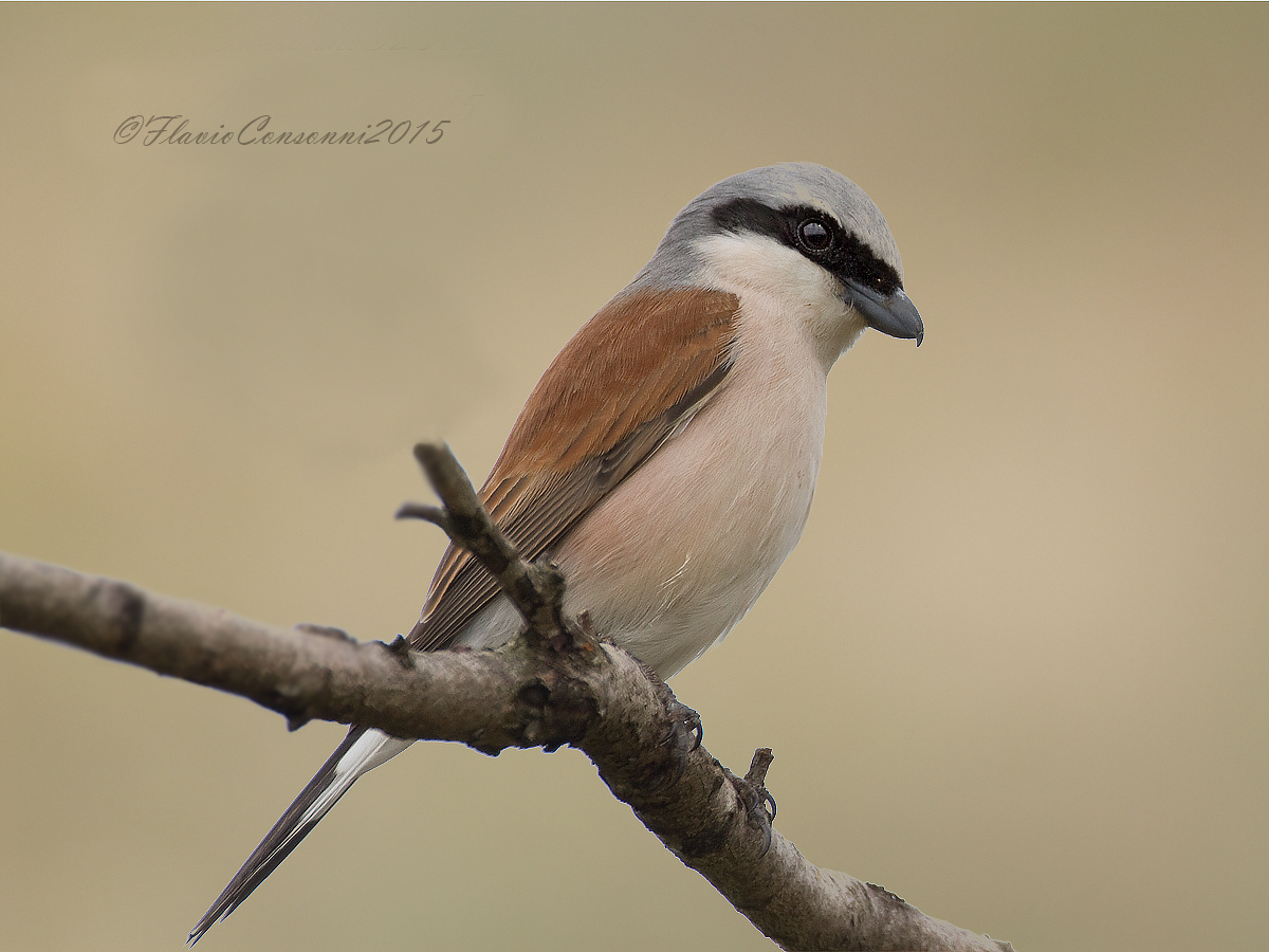 Portrait of male shrike small-