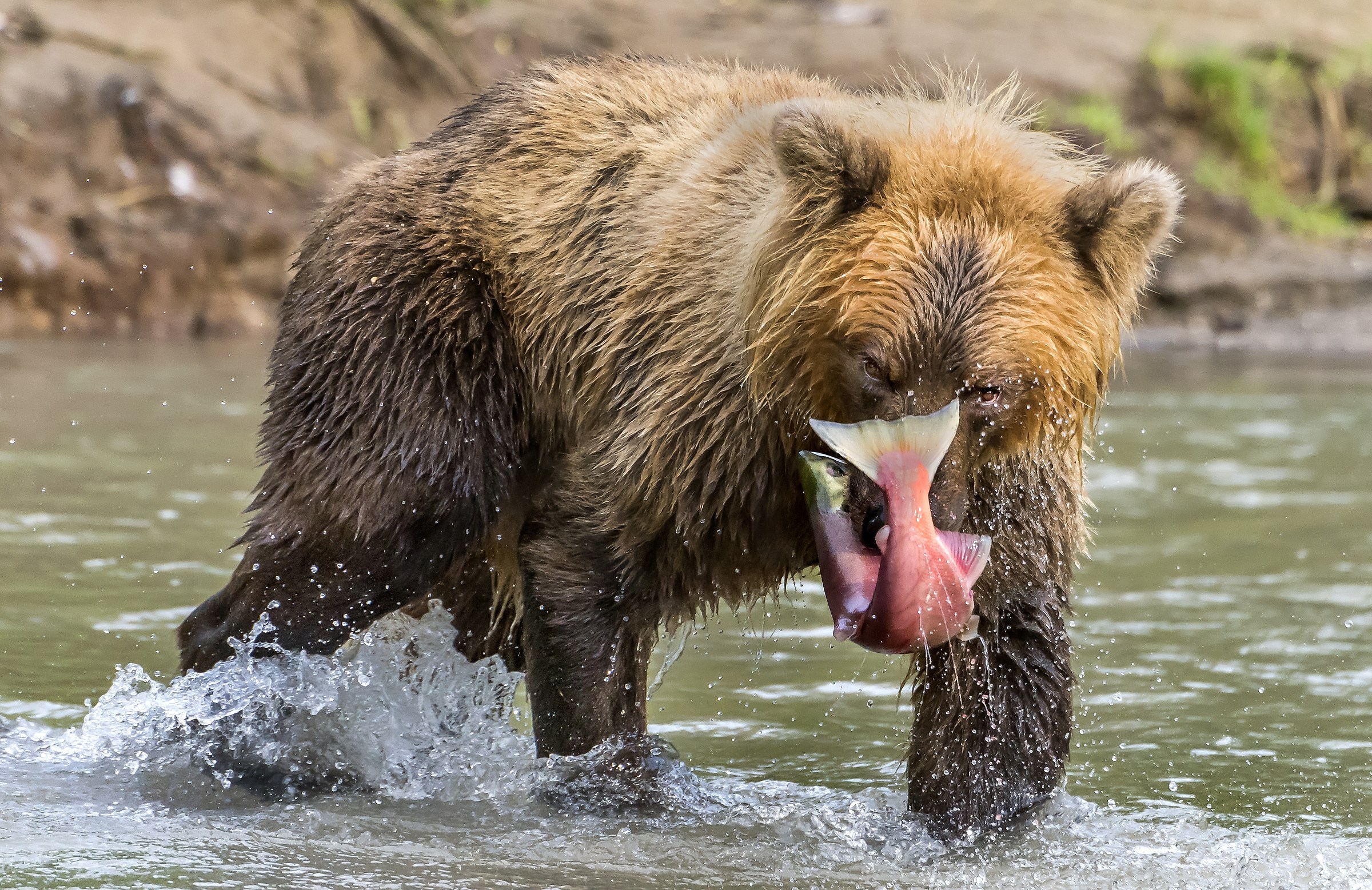 Kamchatka 2016 - Fishing