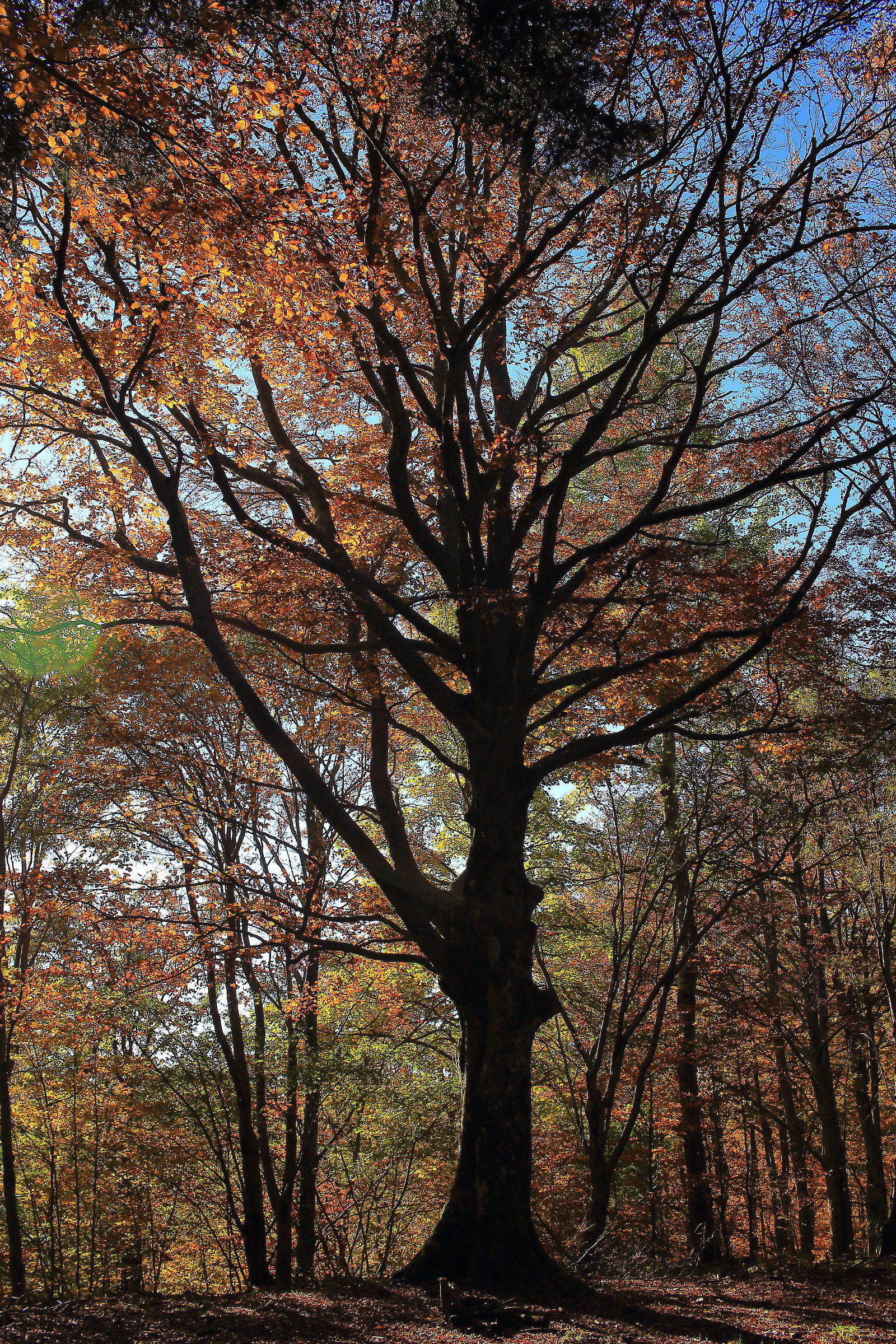 The patriarch of the forest