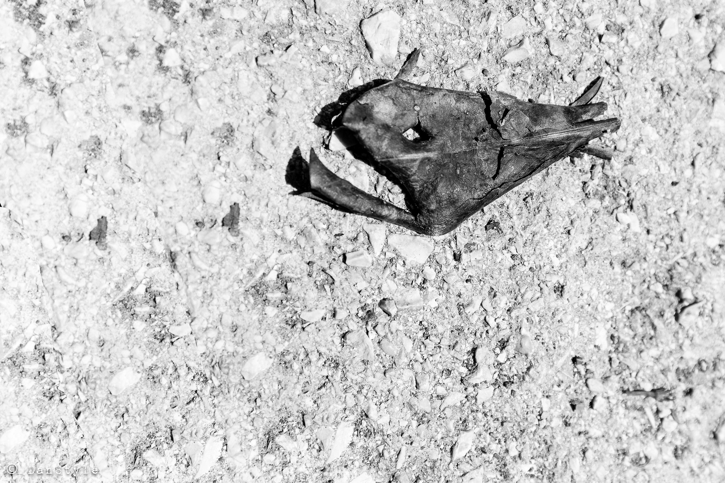 Un pesce fuor d'acqua...