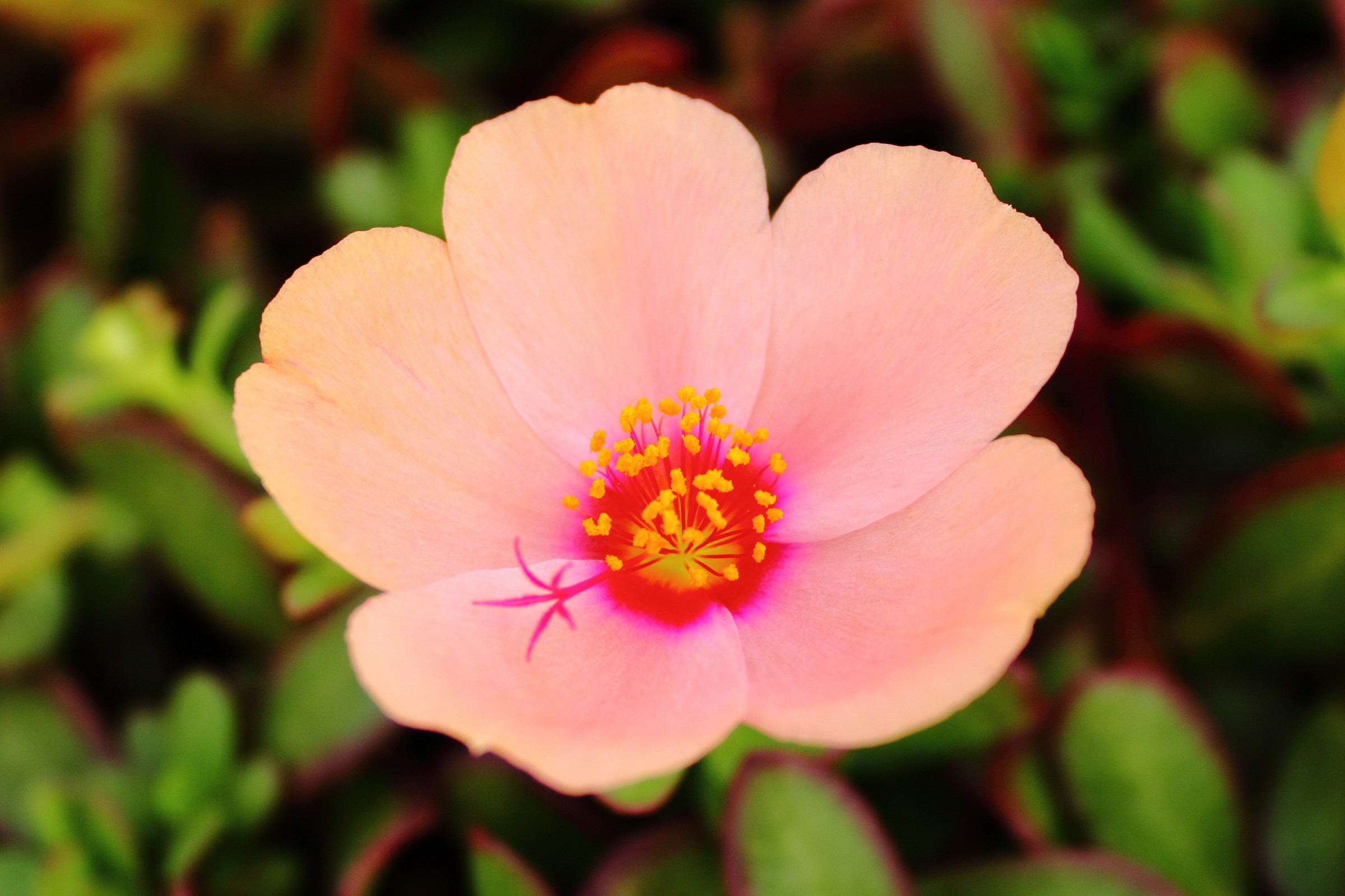 fiore di Portulaca