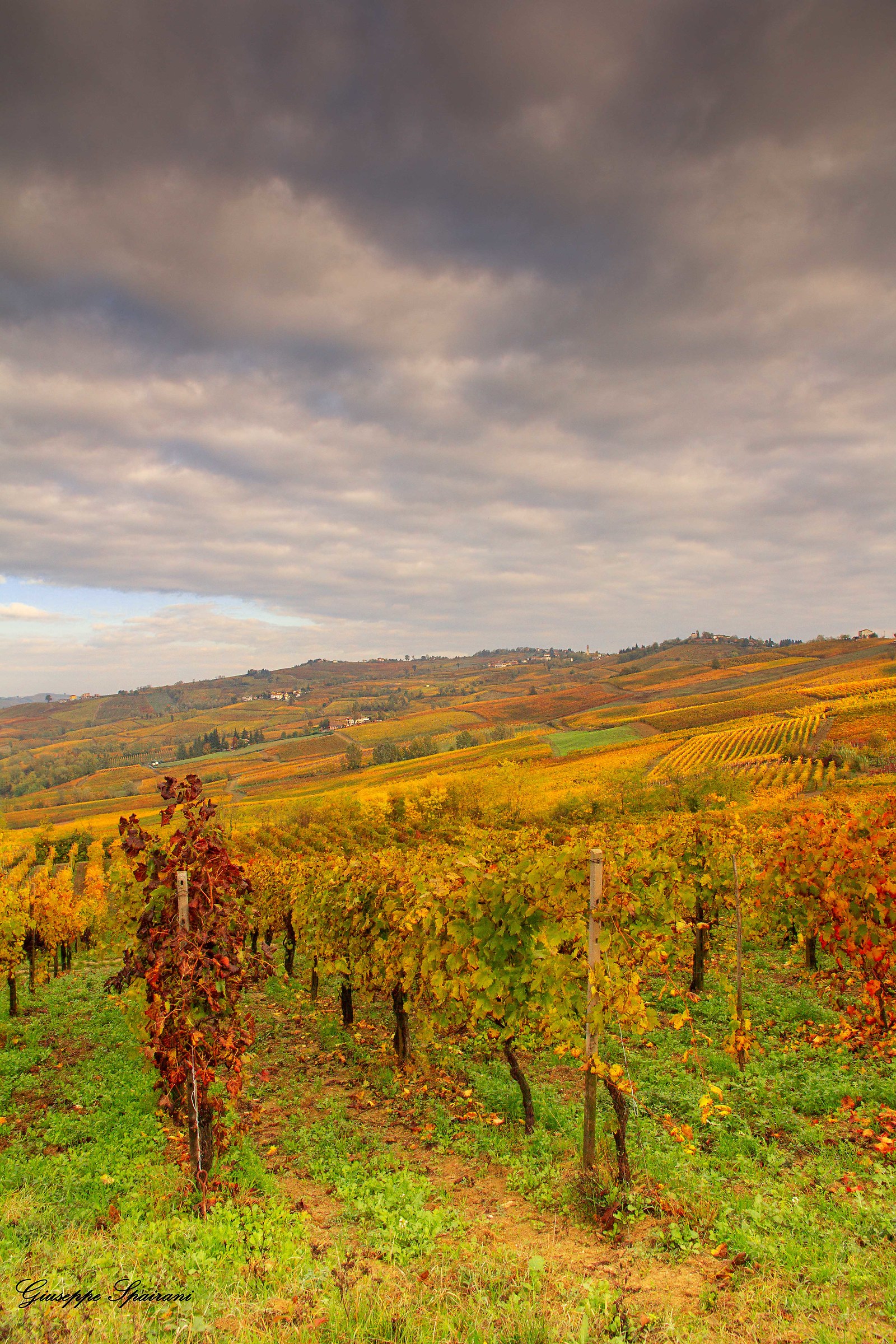 camminando tra le vigne