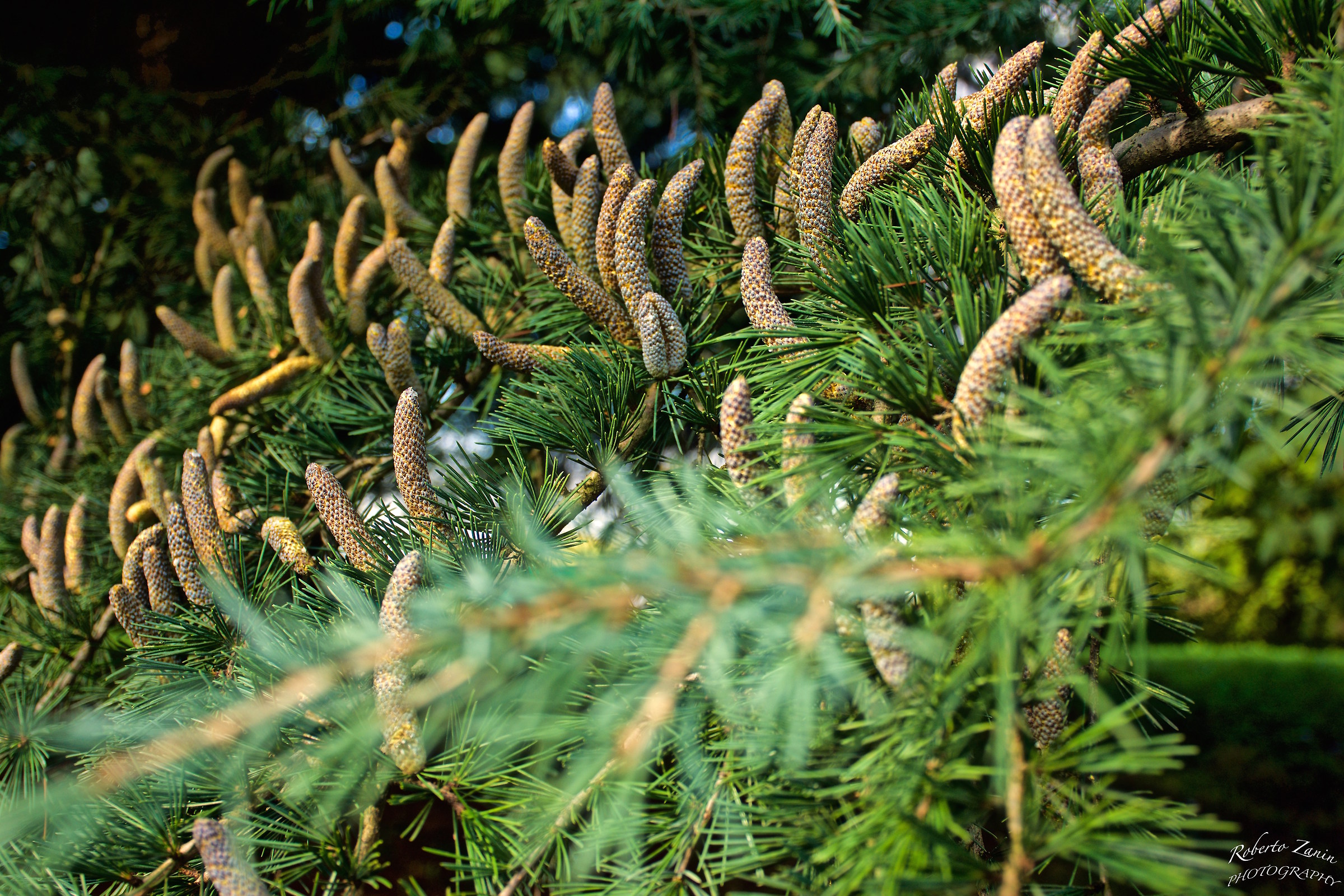 Among the pines autumn