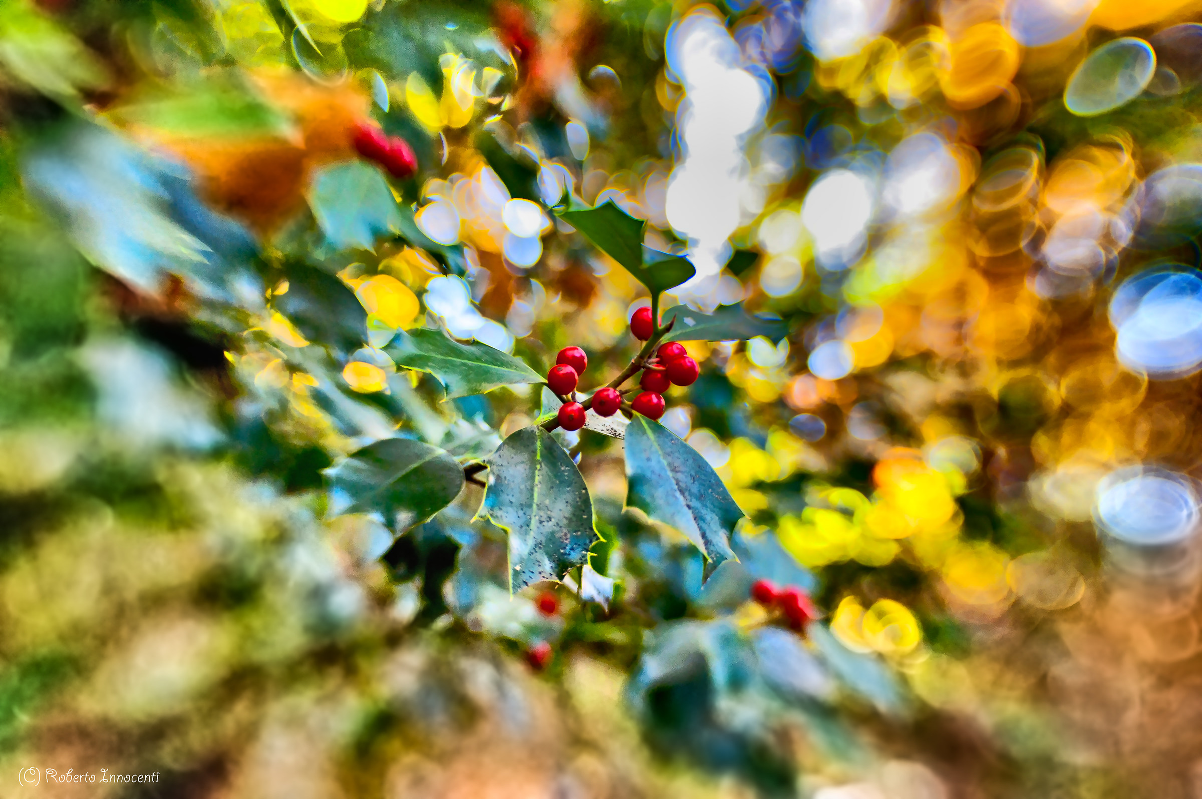 Immersi nel bosco in autunno,particolari,luci,colori.