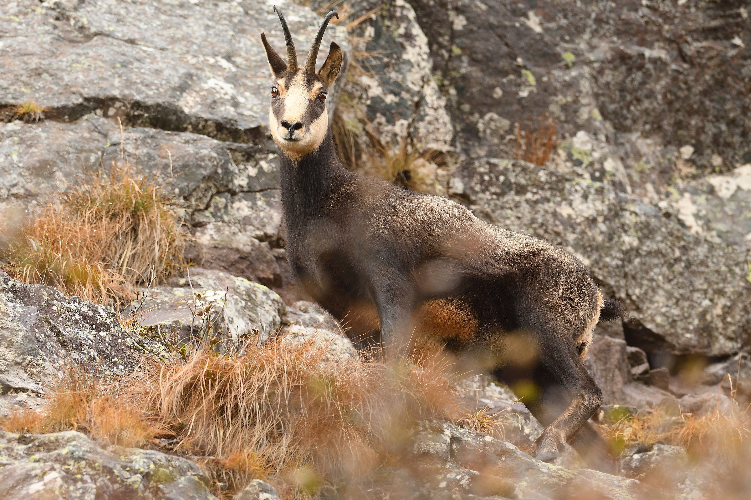 chamois female