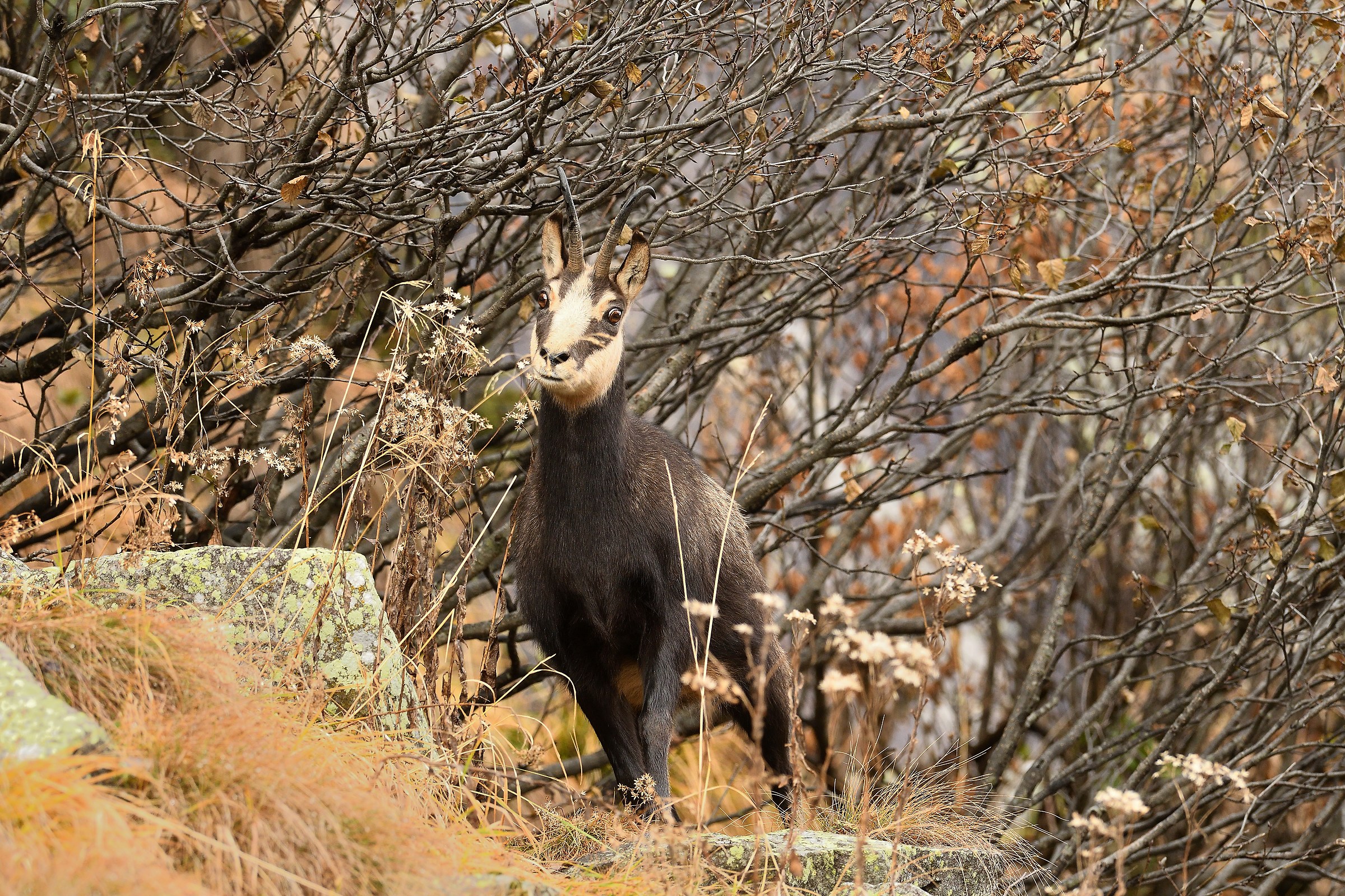chamois female 2