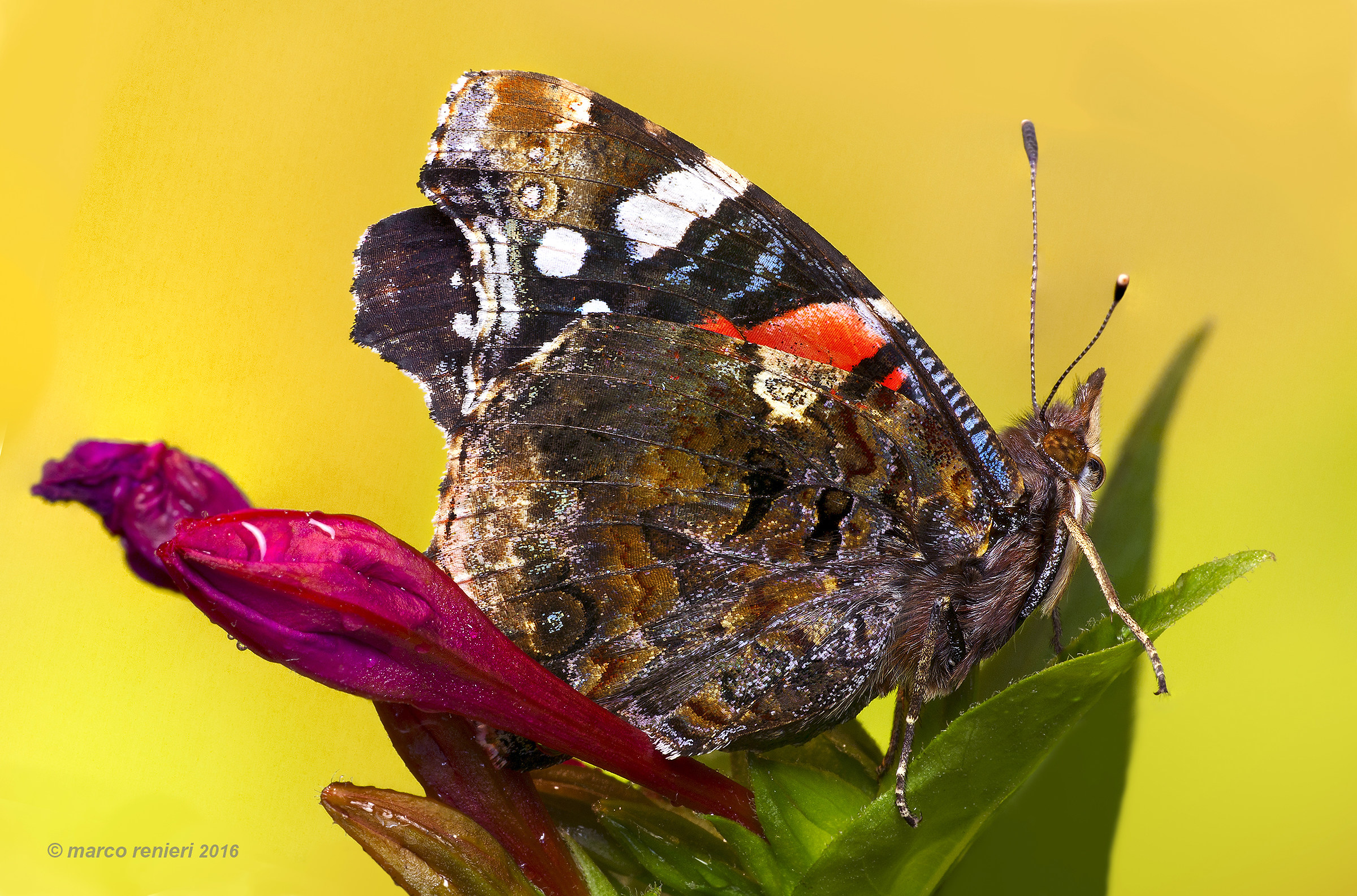 vanessa atalanta