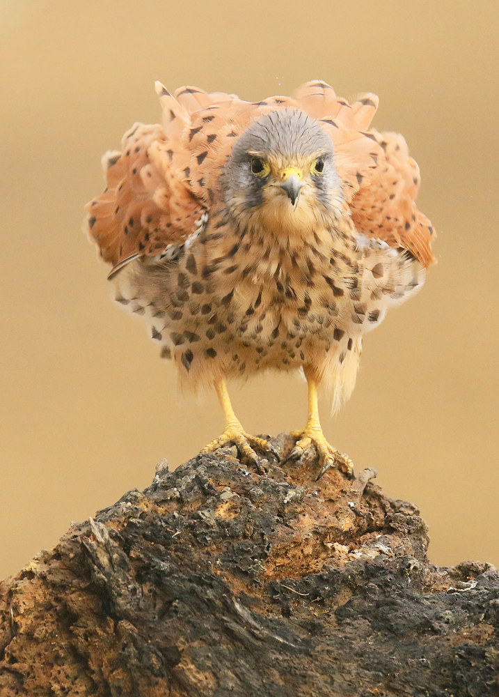 Gheppio. Capanno della Torrecilla