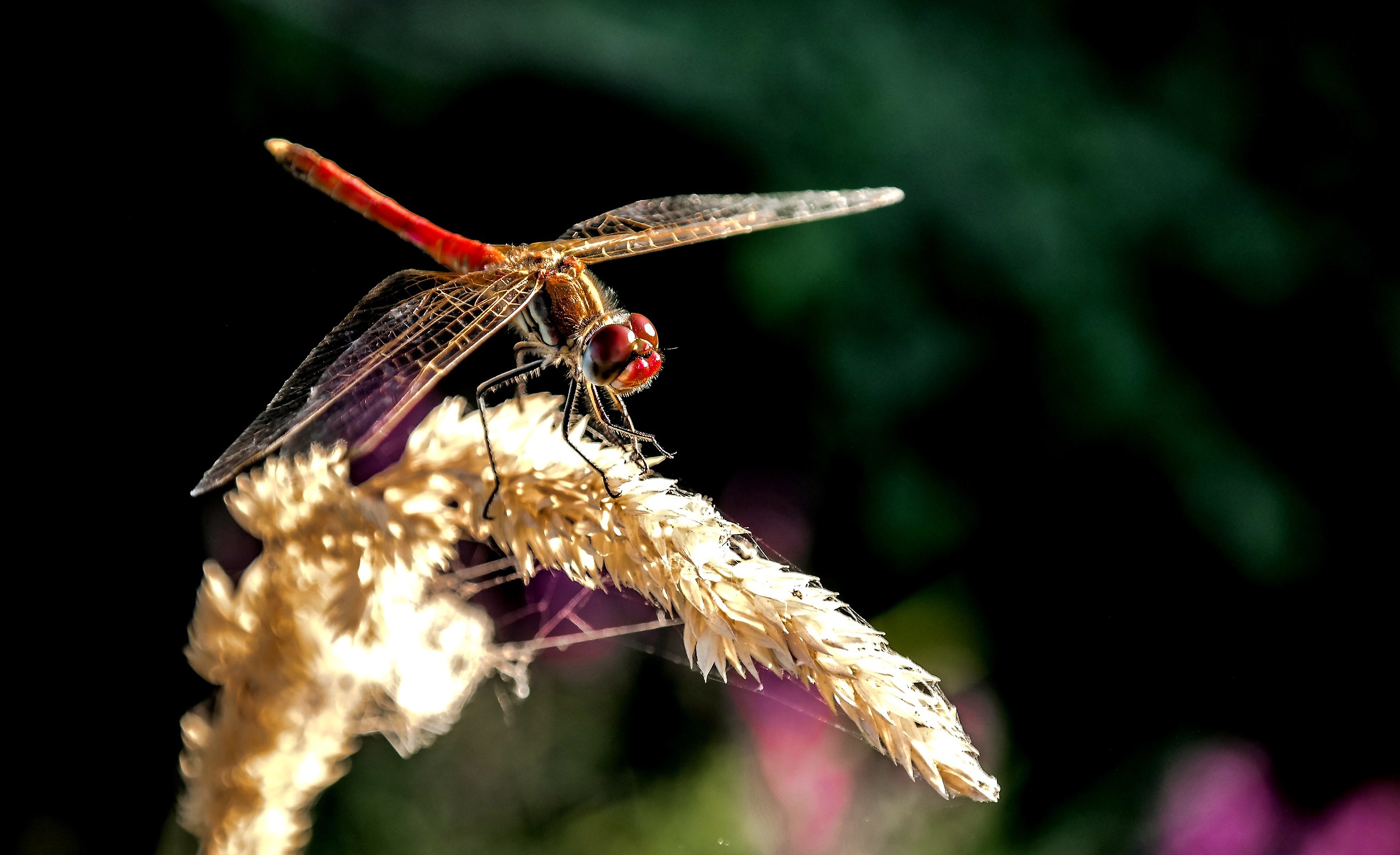 Libellula