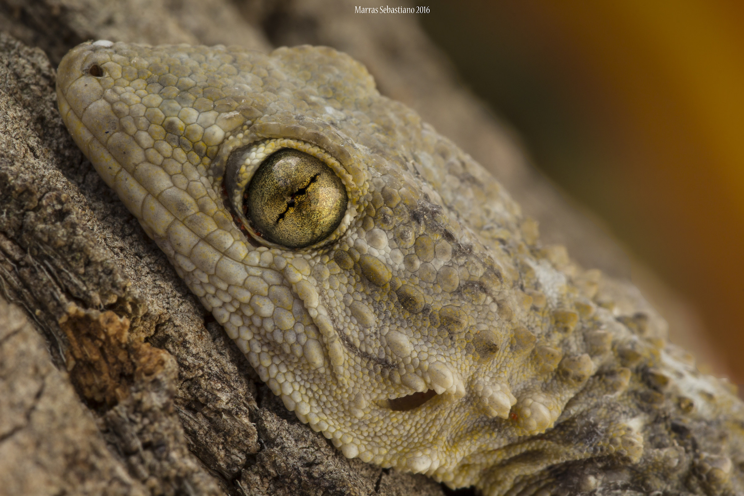 il sorriso del geco (Tarentola mauritanica )