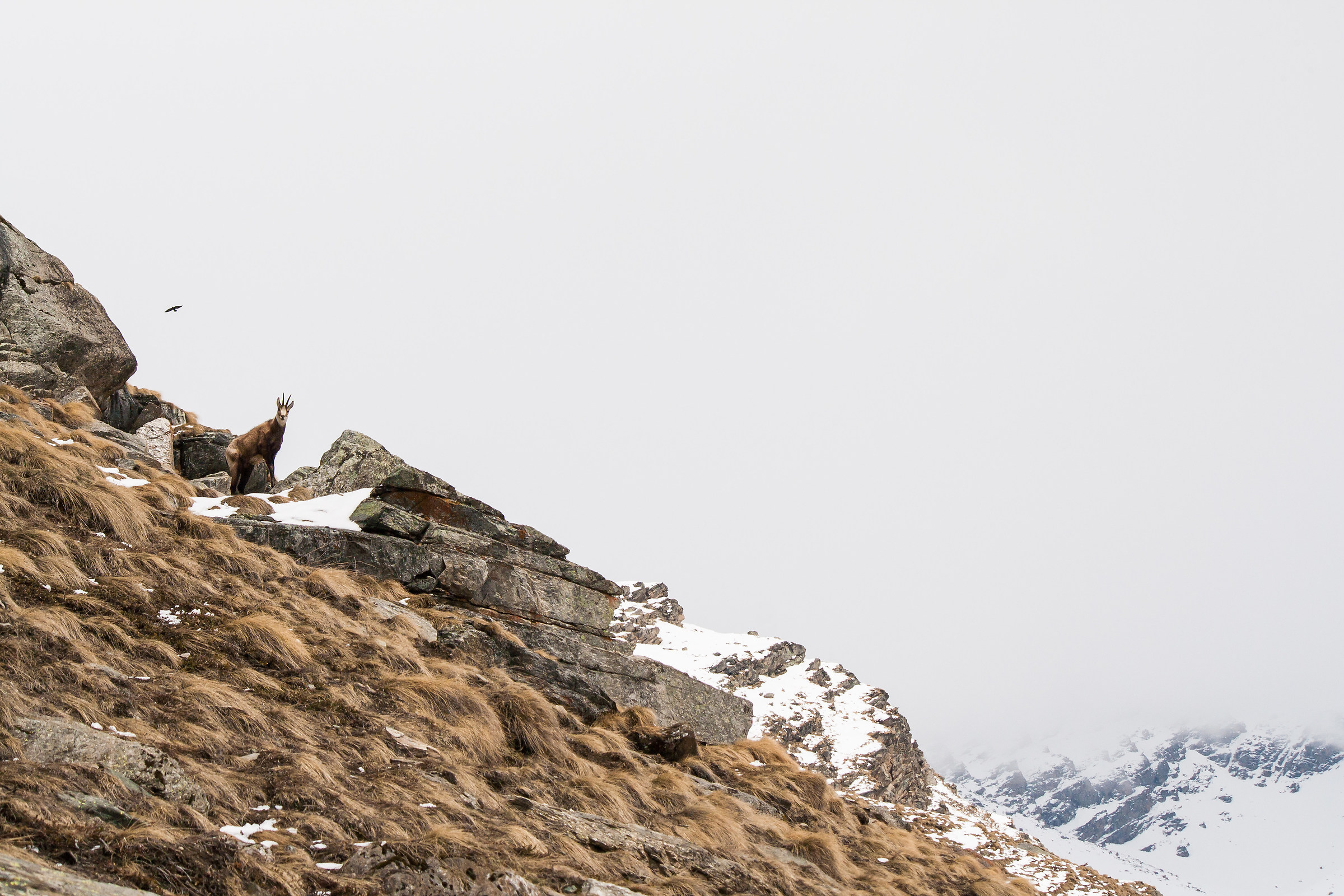 Chamois in the clouds
